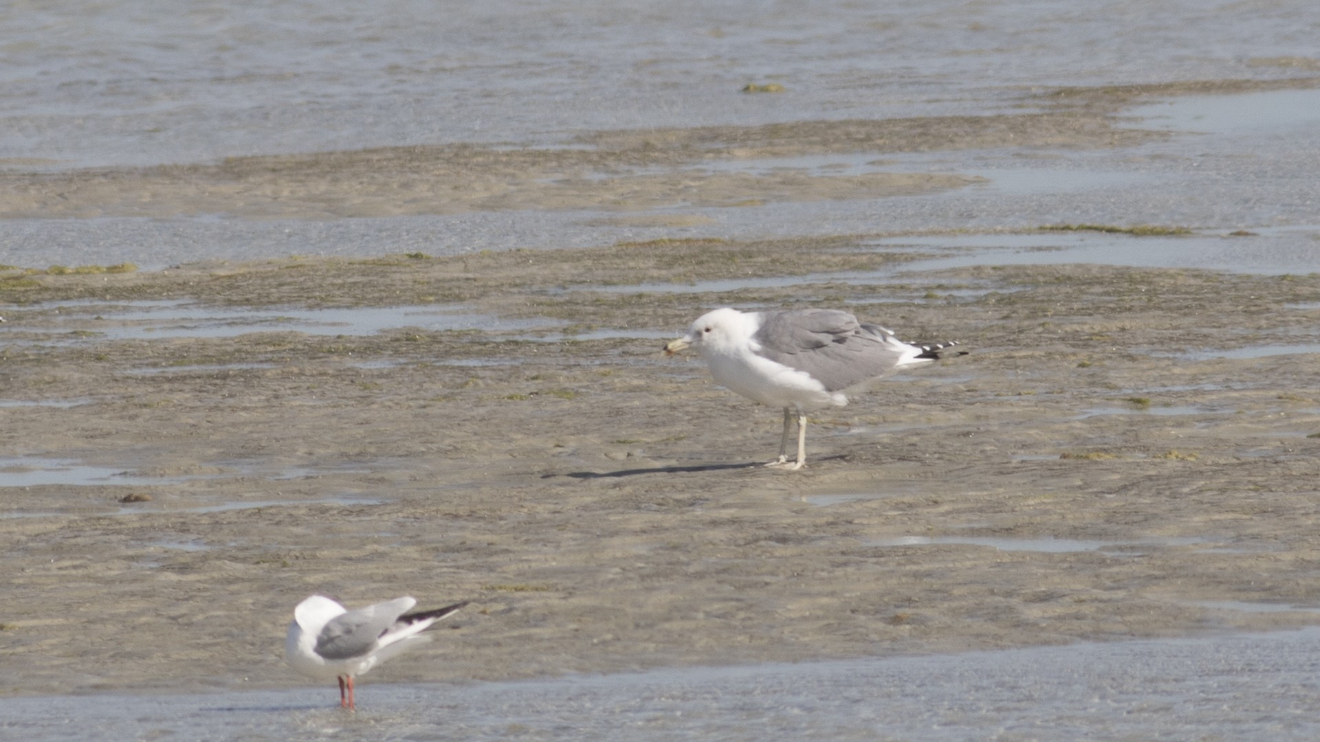 Black-headed Gull