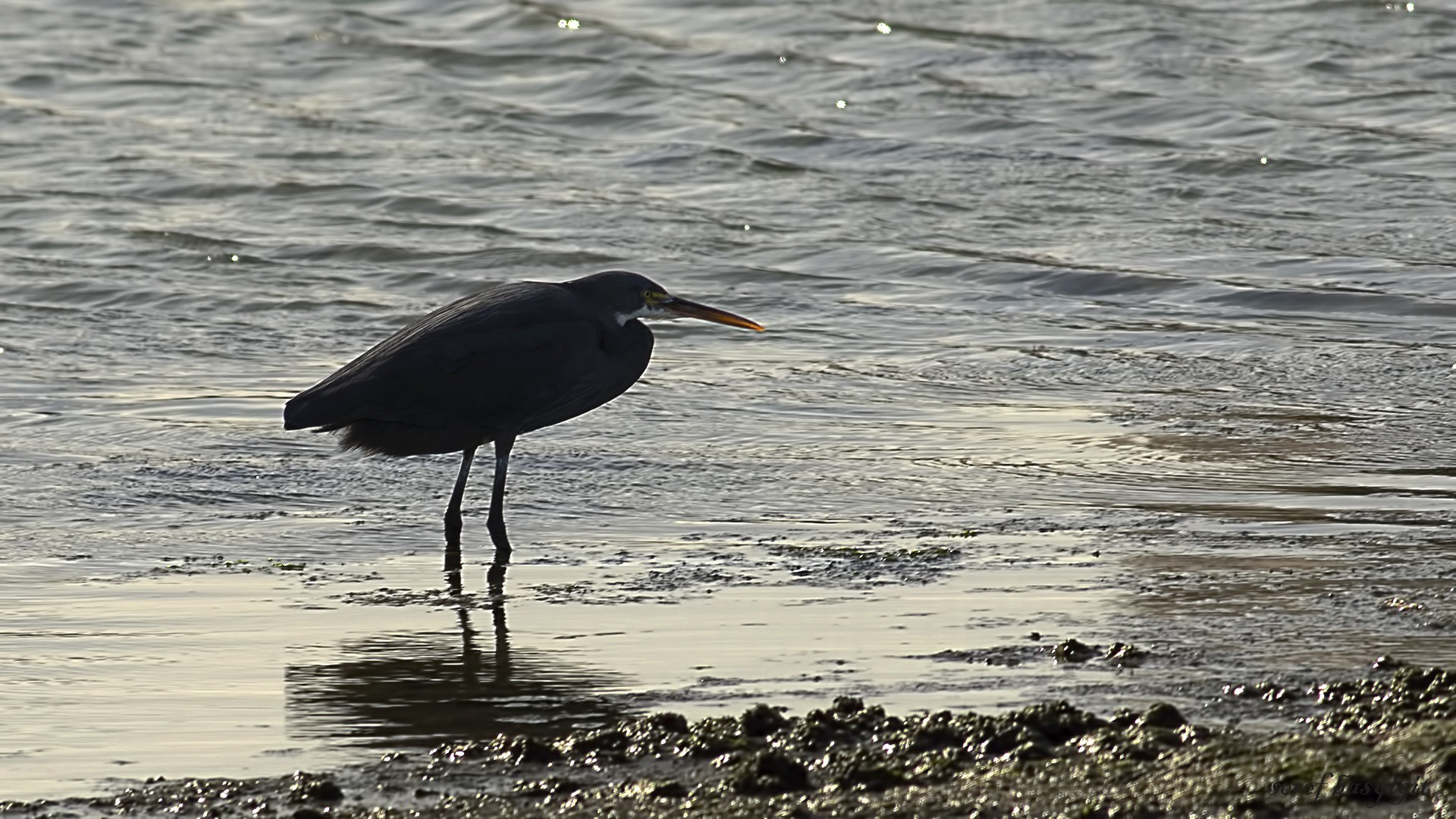 Black-crowned Night-heron
