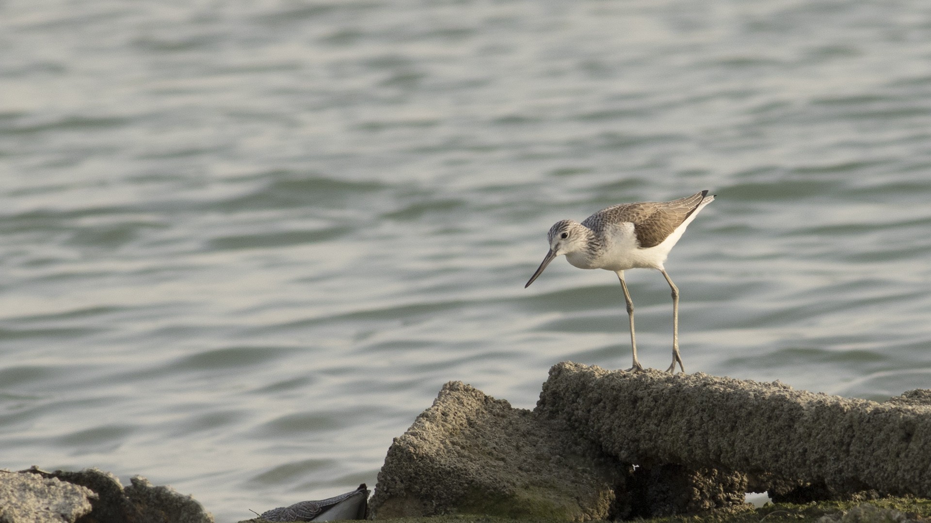 Common Sandpiper