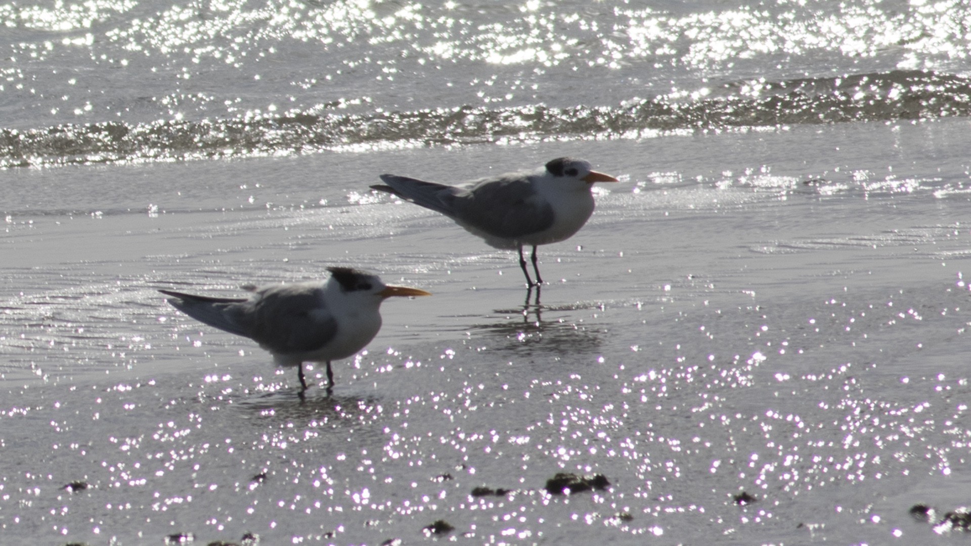Black Tern — Ana fotoğraf