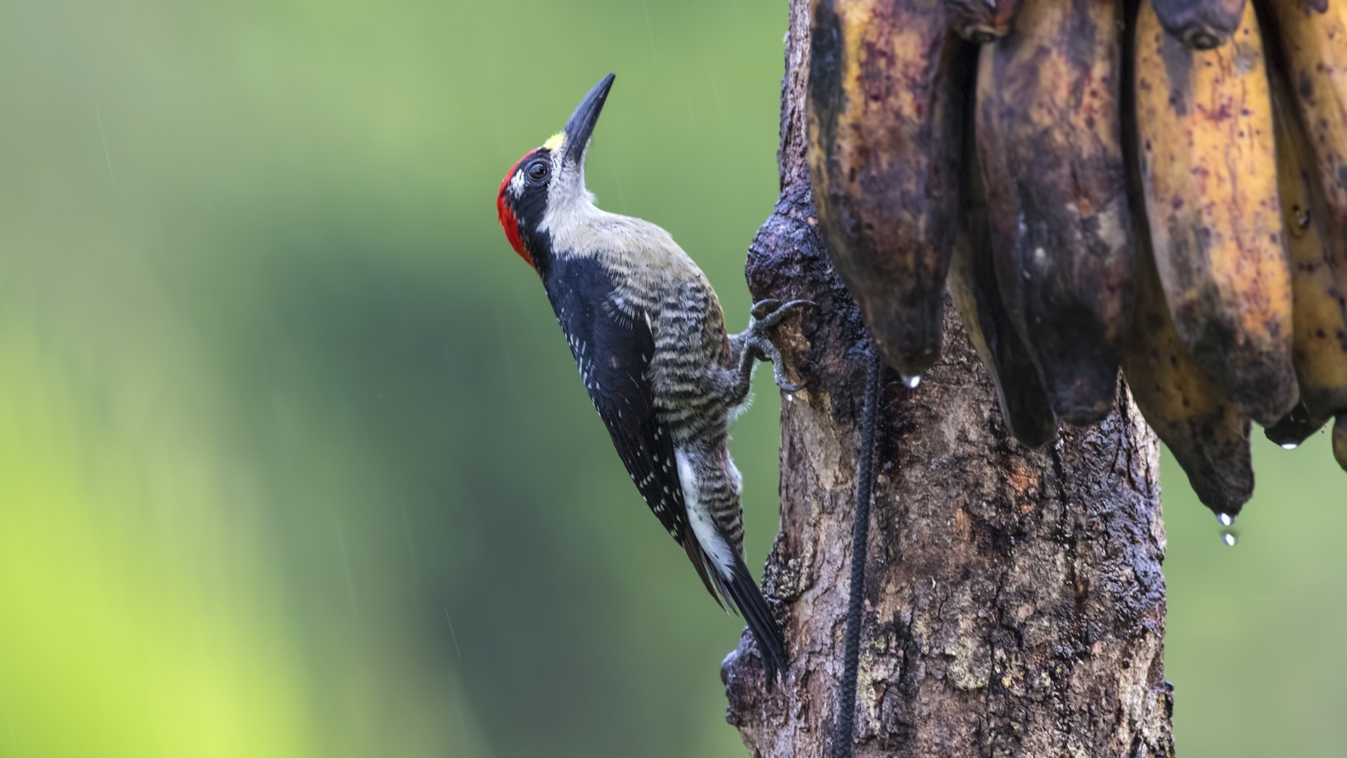 Acorn Woodpecker