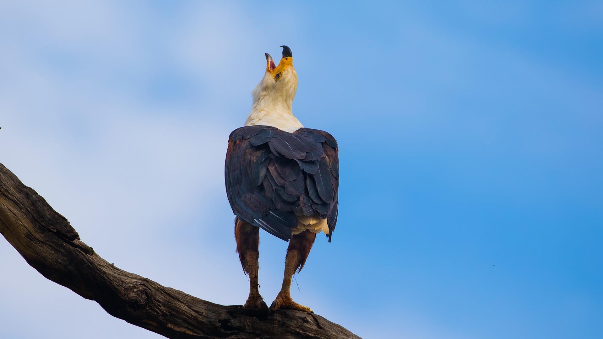 African Fish-eagle — Ana fotoğraf