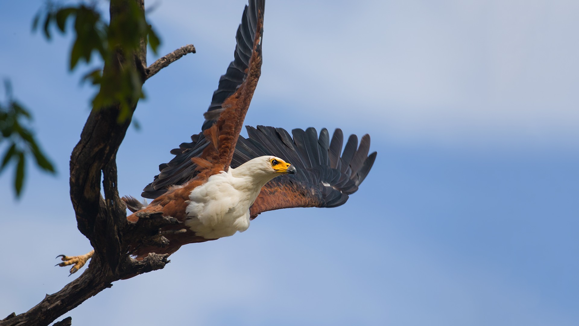 African Fish-eagle — Ana fotoğraf
