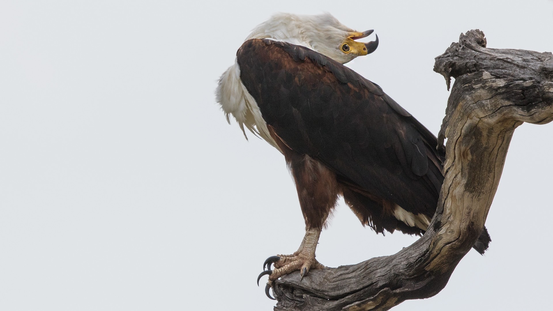 African Fish-eagle — Ana fotoğraf