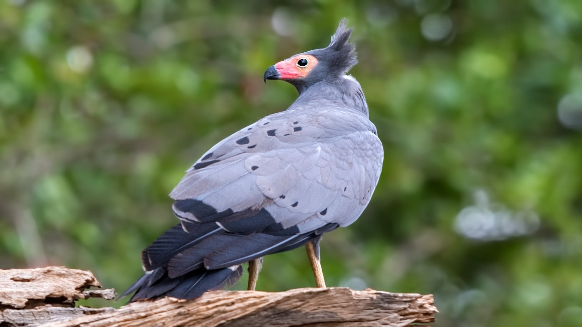 African Harrier-hawk