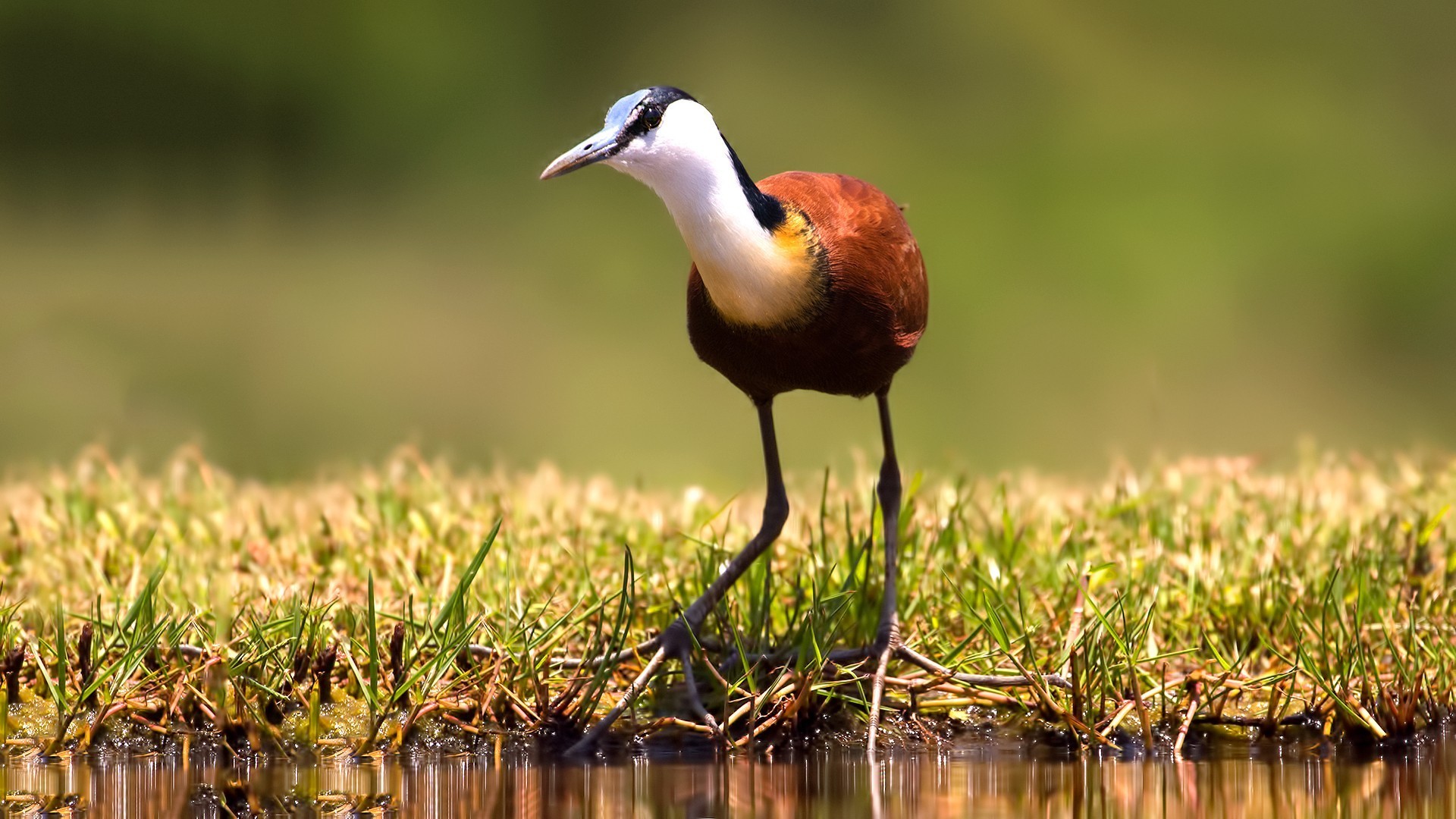 African Jacana