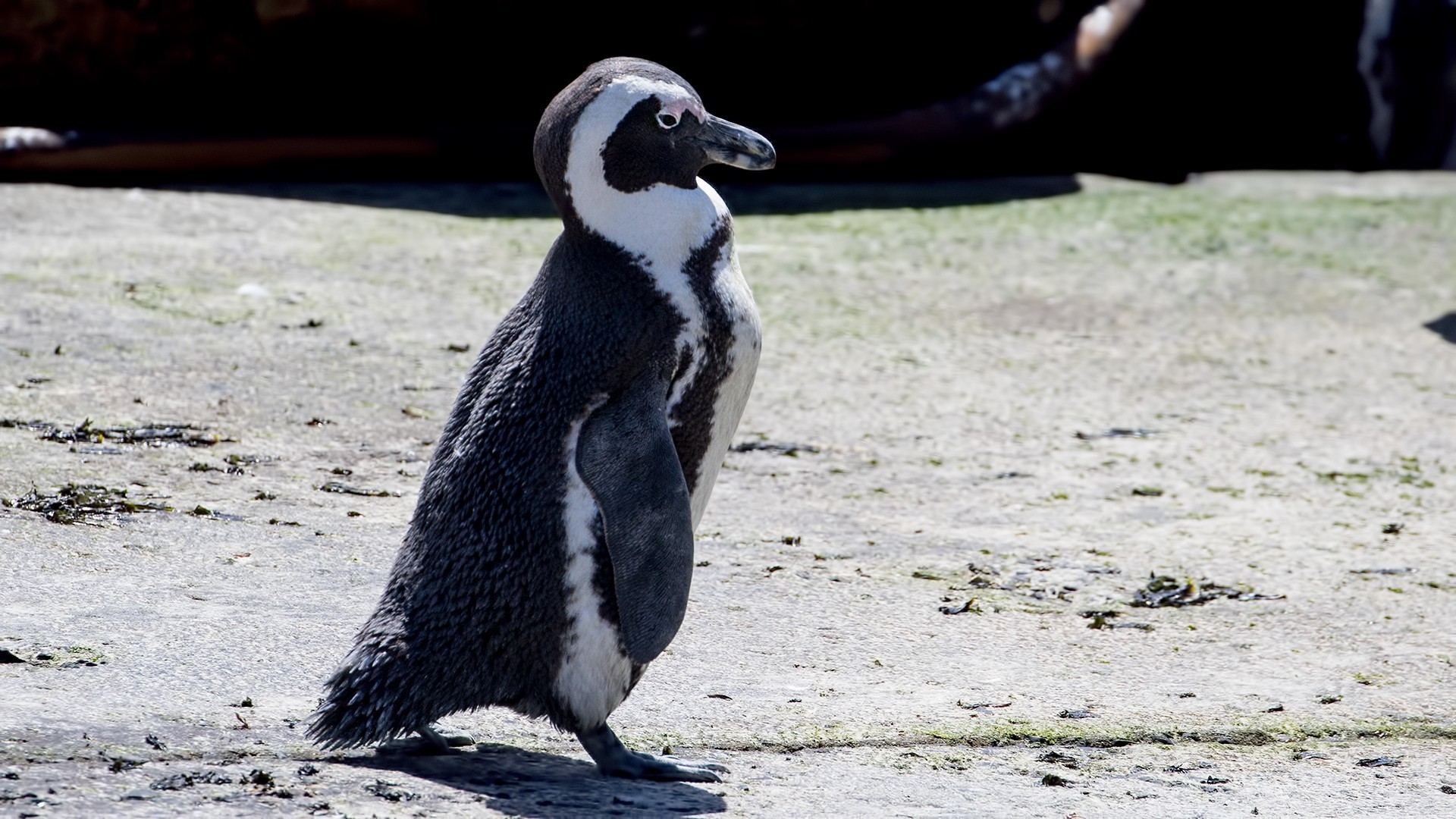 African Penguin — Ana fotoğraf