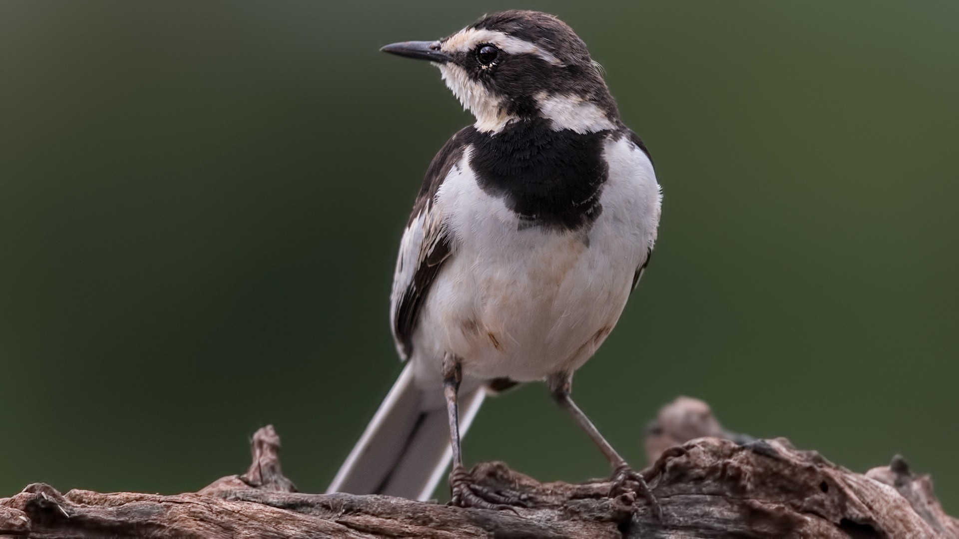 African Pied Wagtail