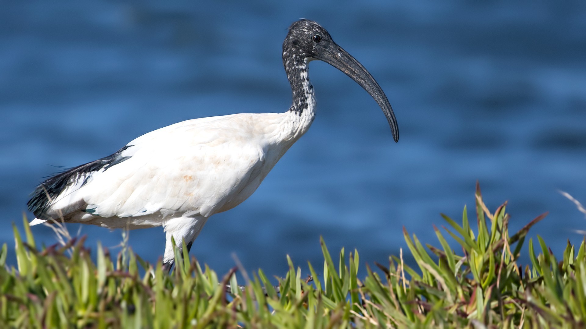 African Sacred Ibis
