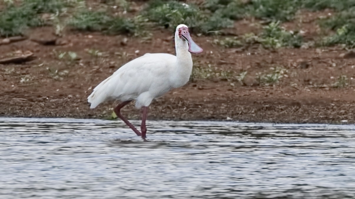 African Spoonbill — Ana fotoğraf