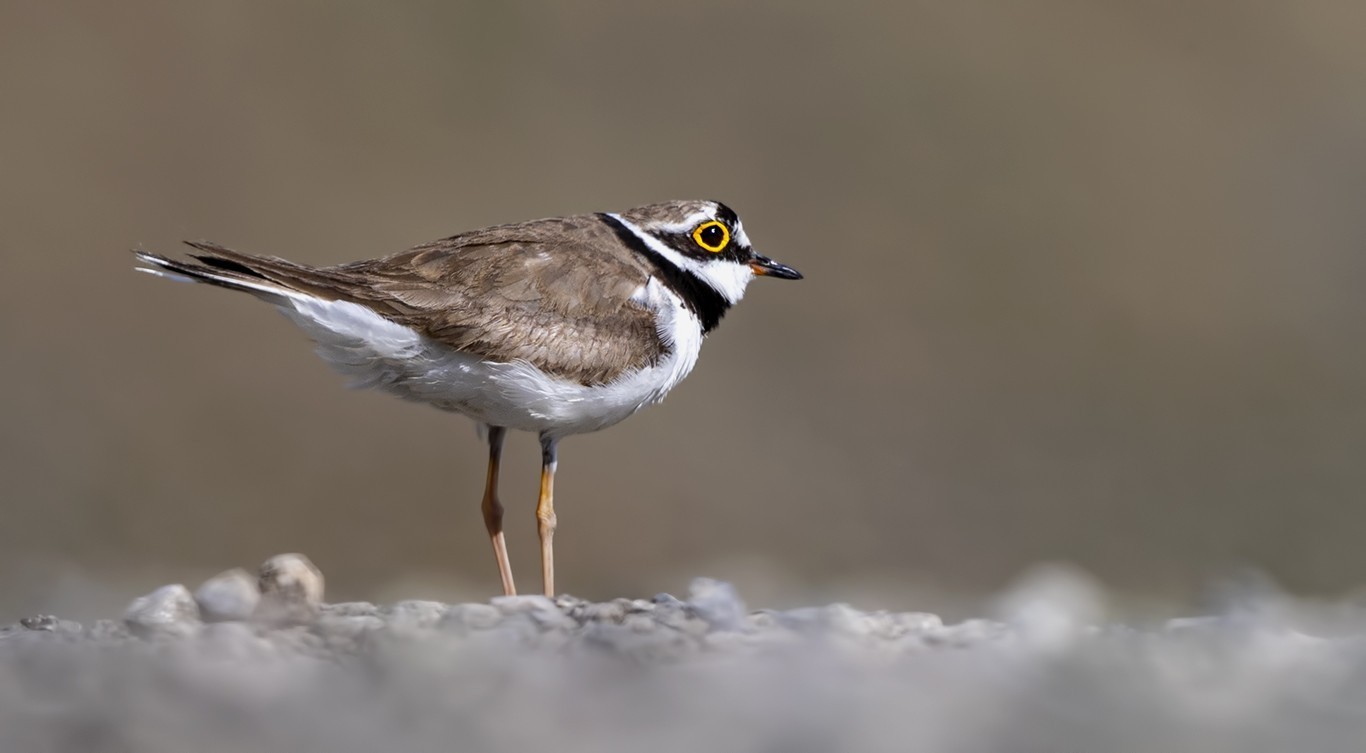 Common Ringed Plover