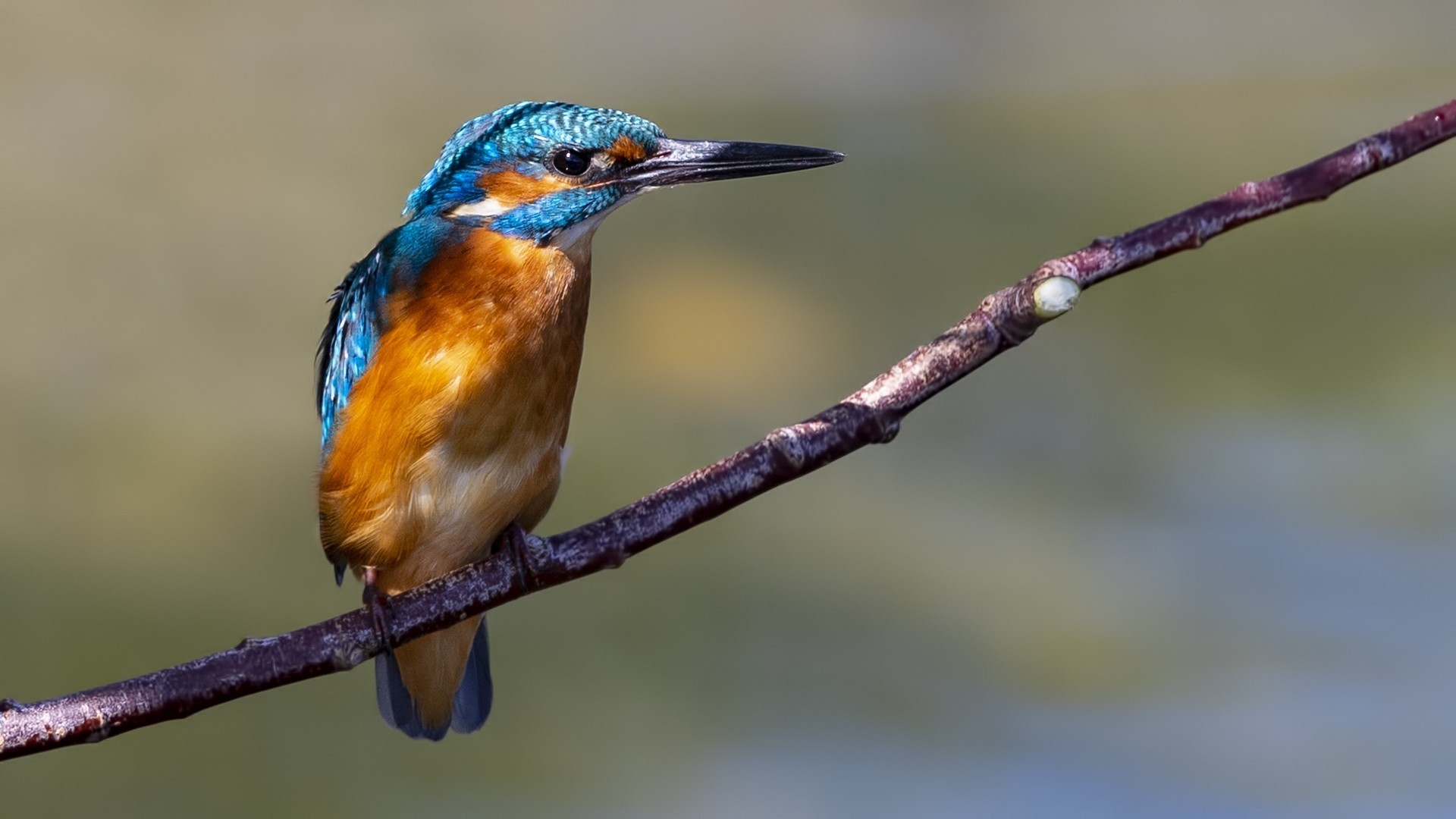 Common Kingfisher