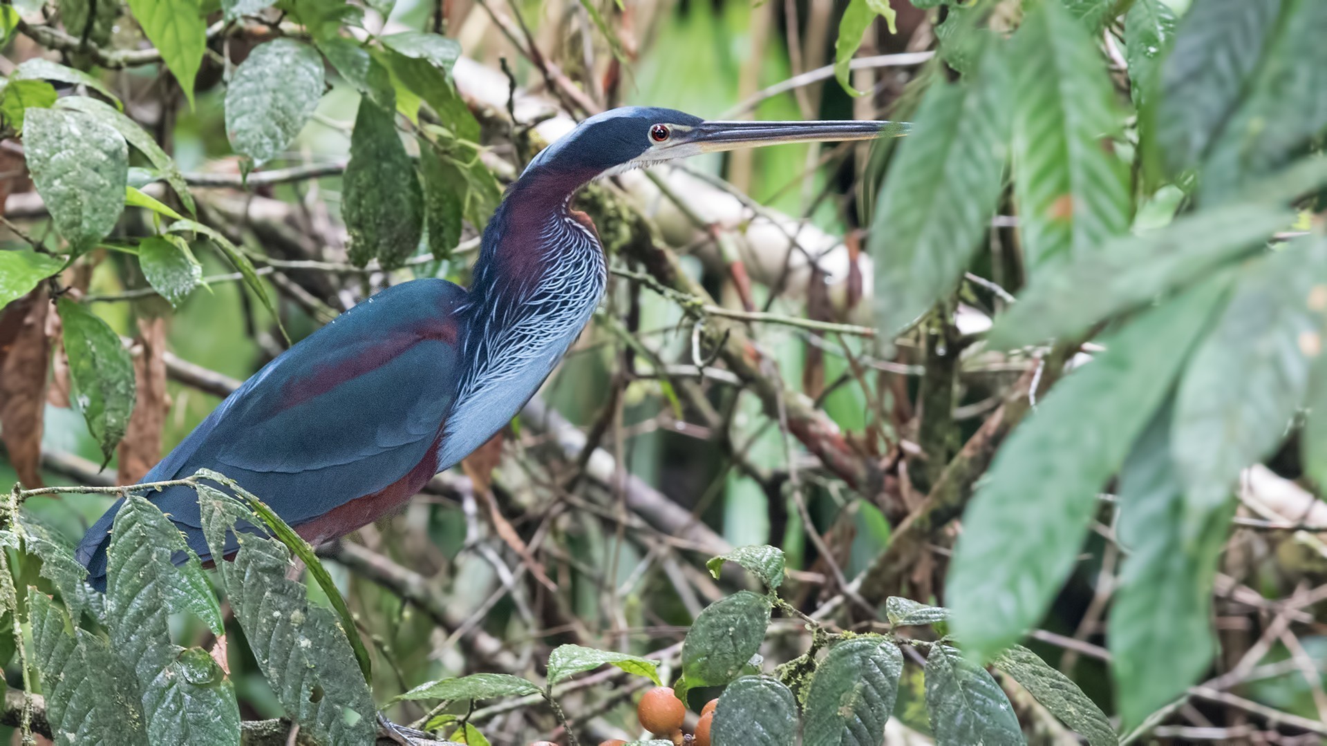Agami Heron
