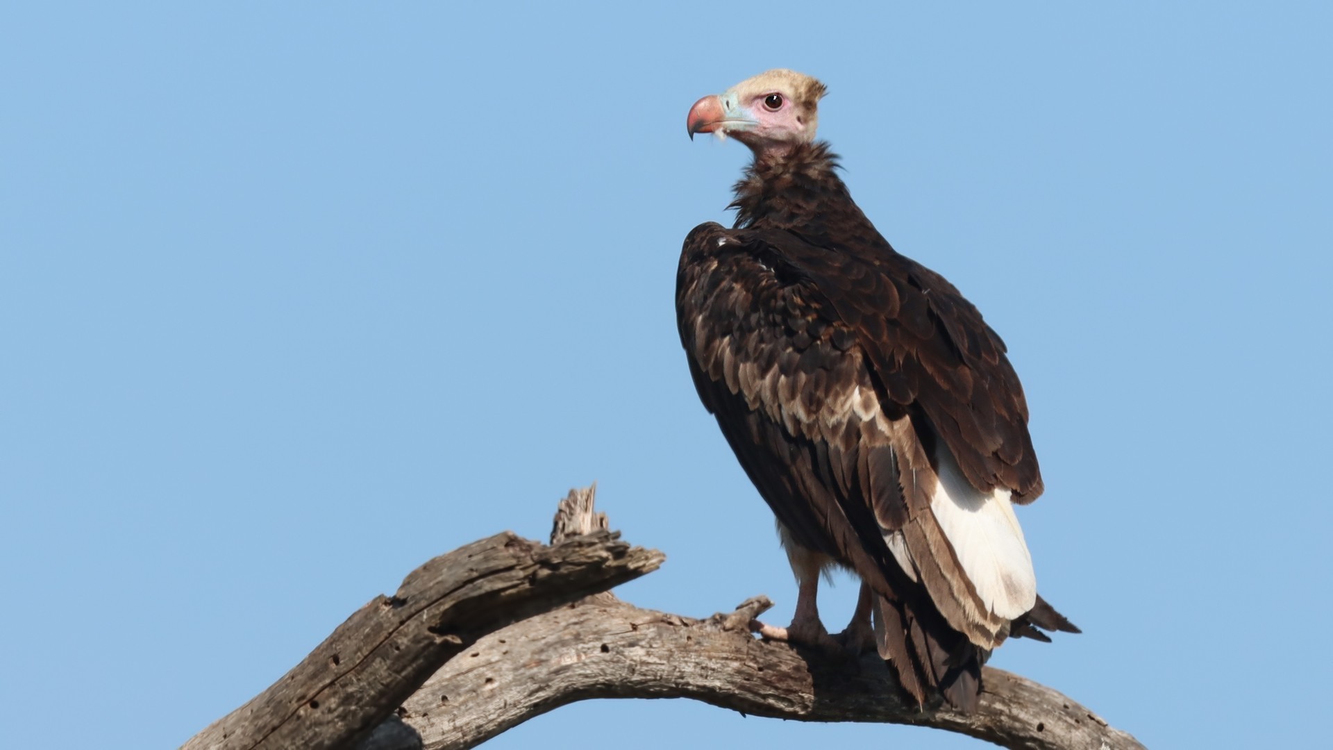 White-backed Vulture