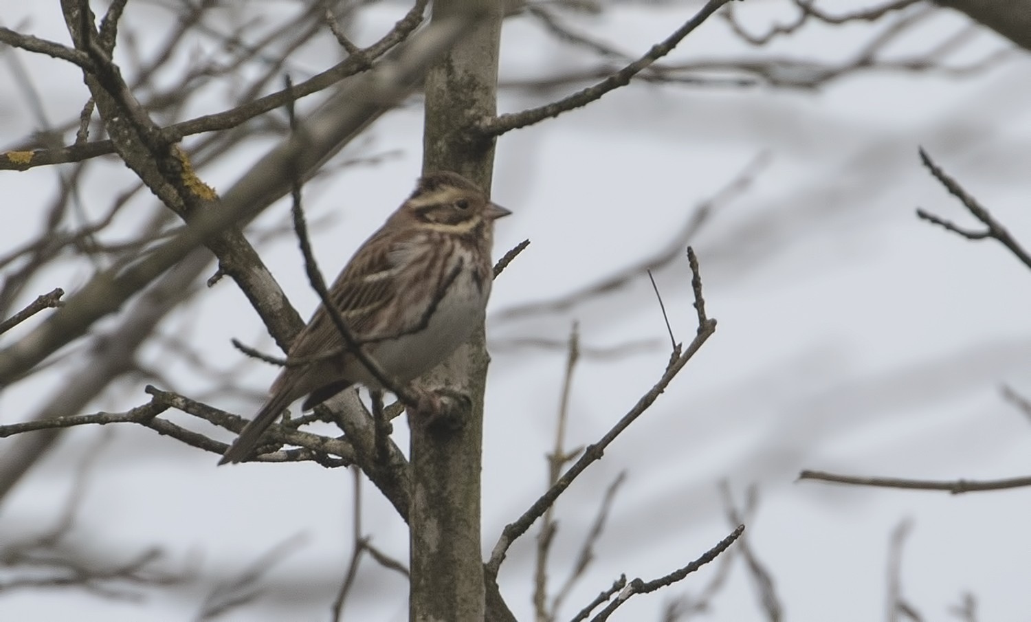 Rustic Bunting