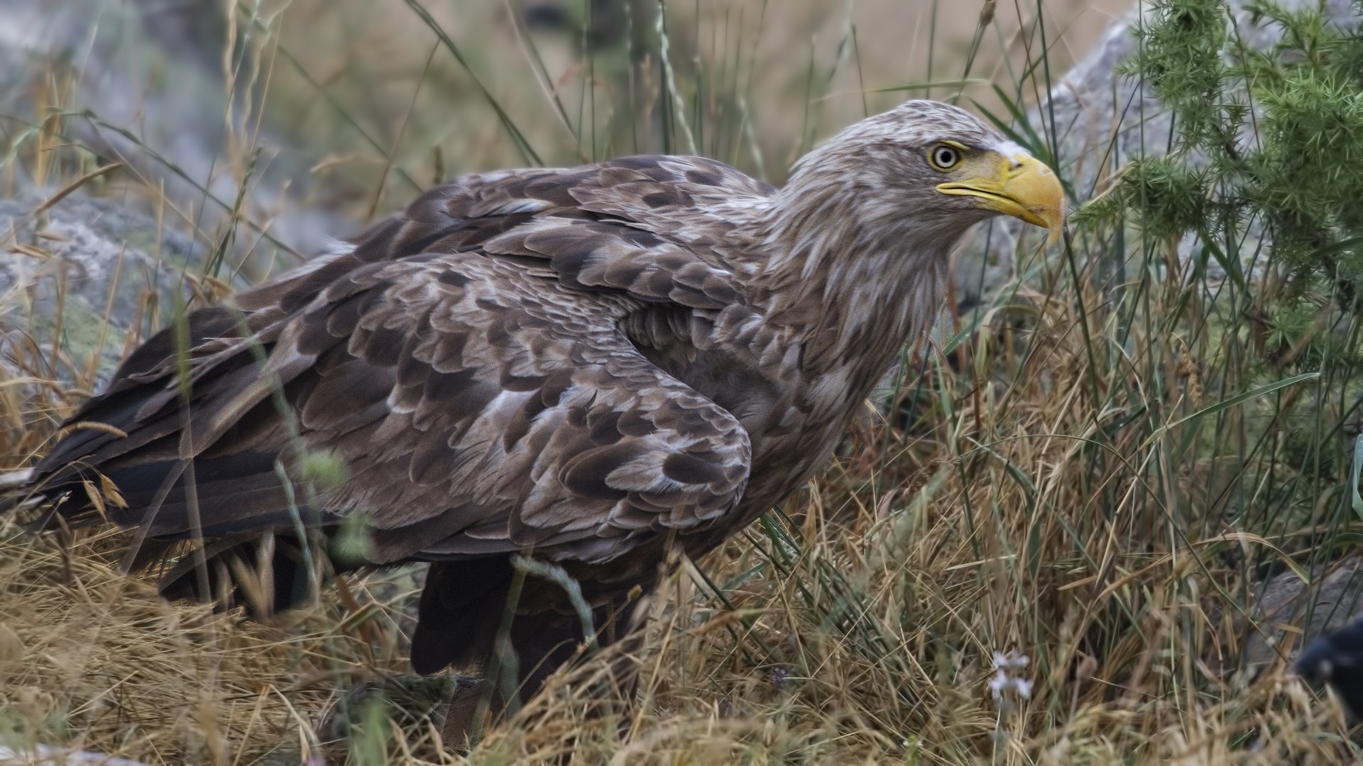 White-tailed Eagle — Ana fotoğraf