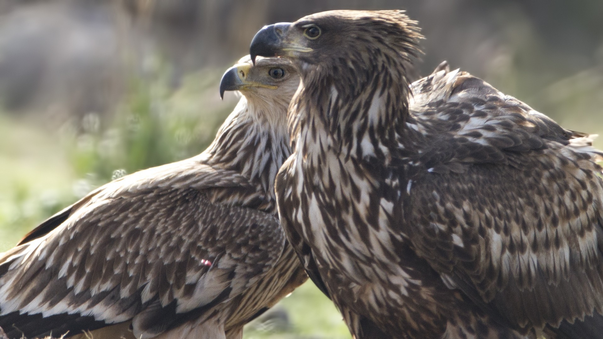 White-tailed Eagle