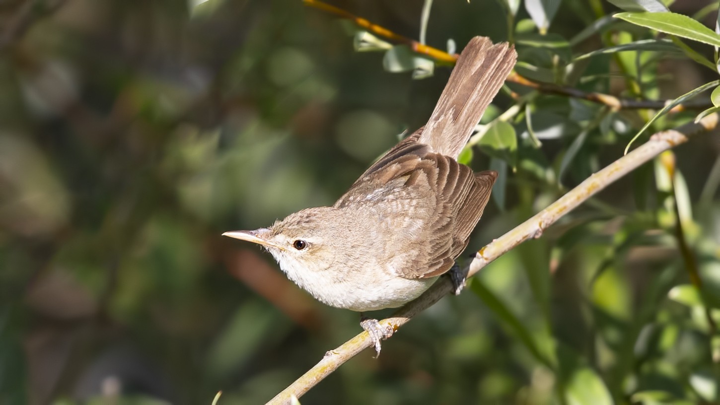 Eastern Olivaceous Warbler