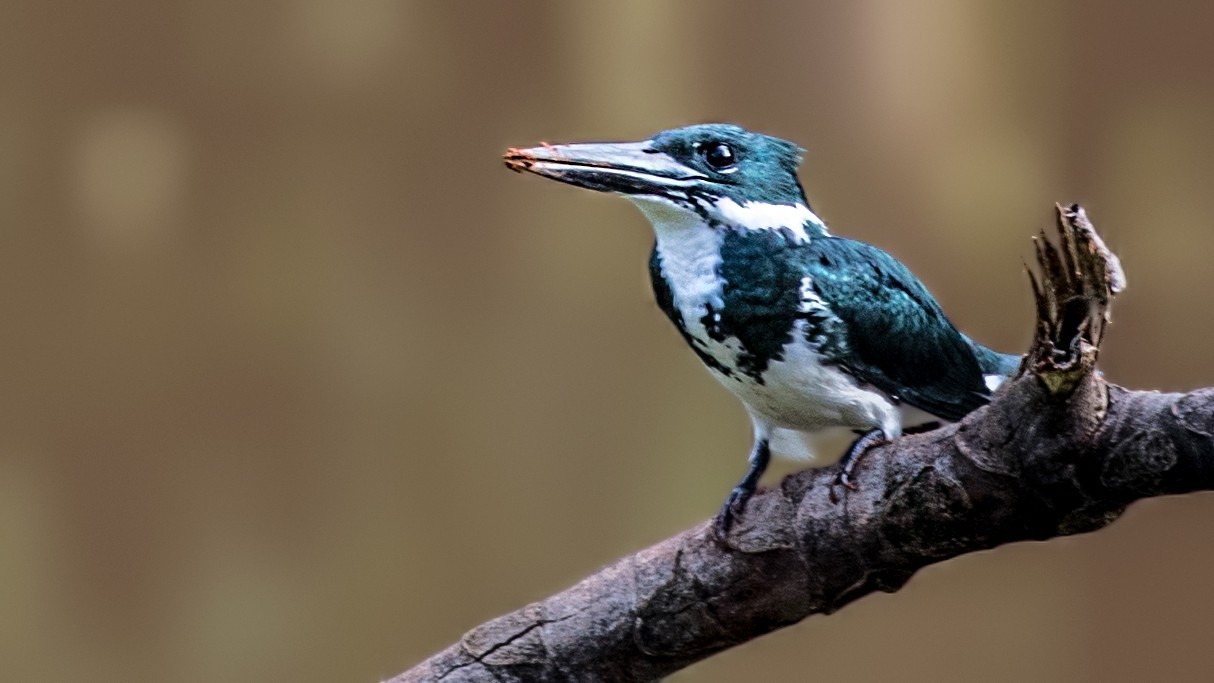 Amazon Kingfisher