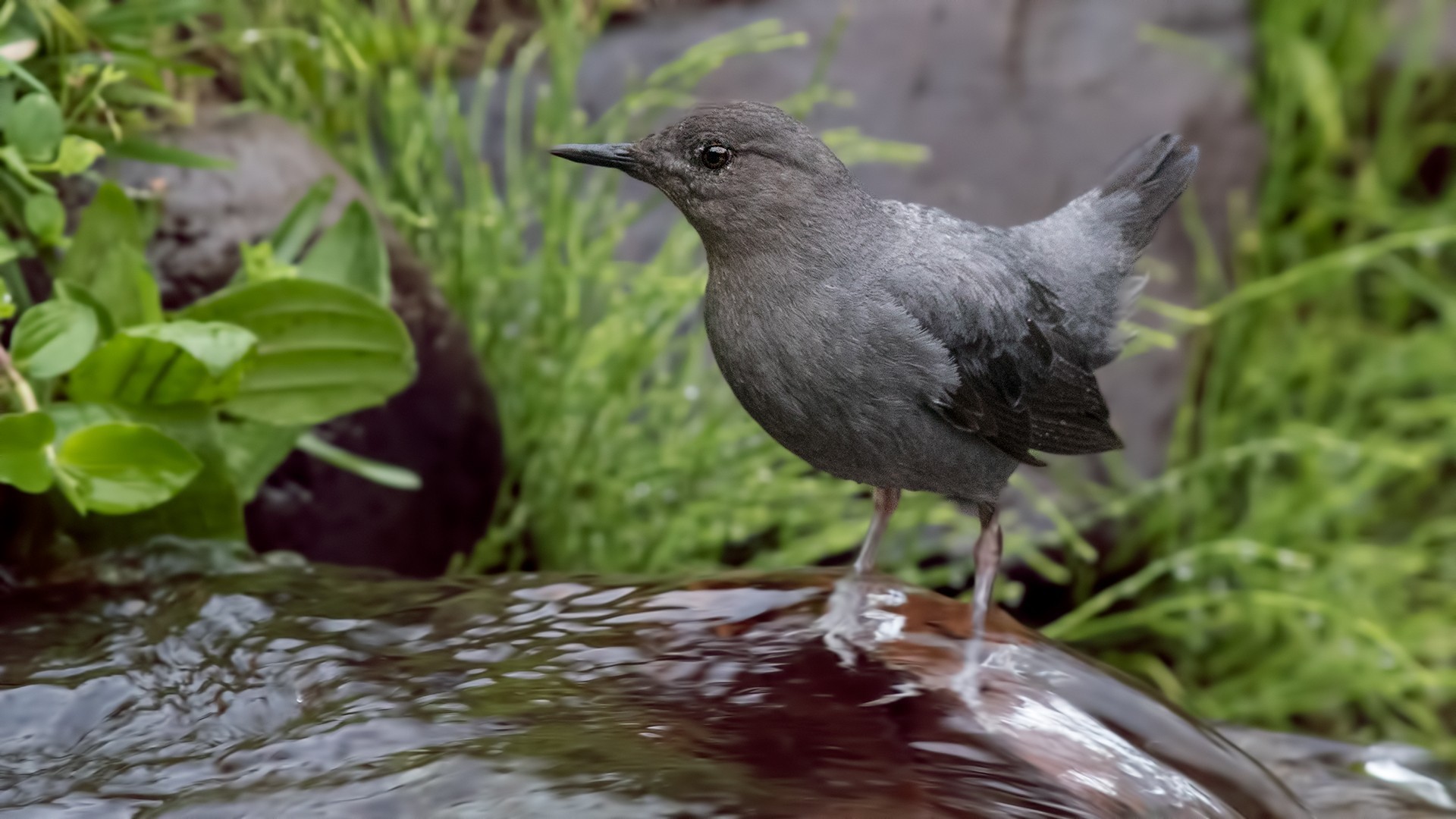 American Dipper — Ana fotoğraf