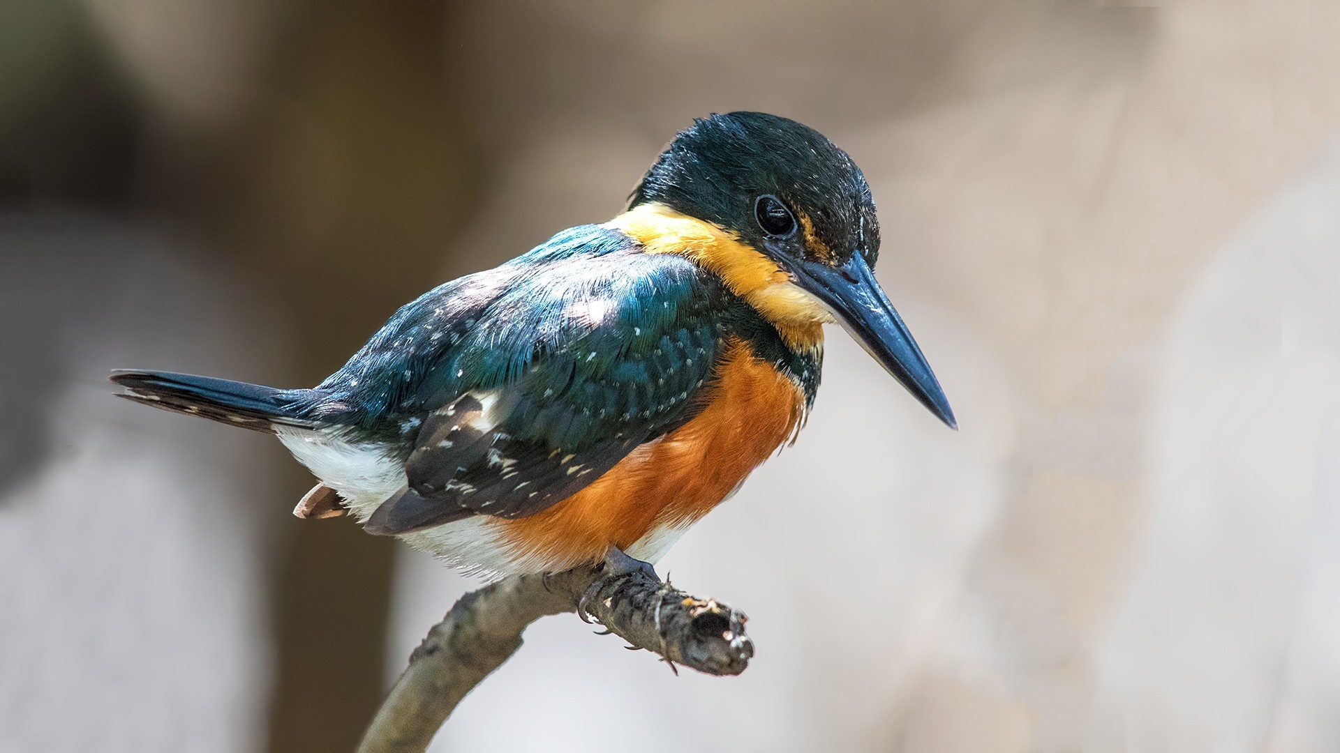 American Pygmy-kingfisher