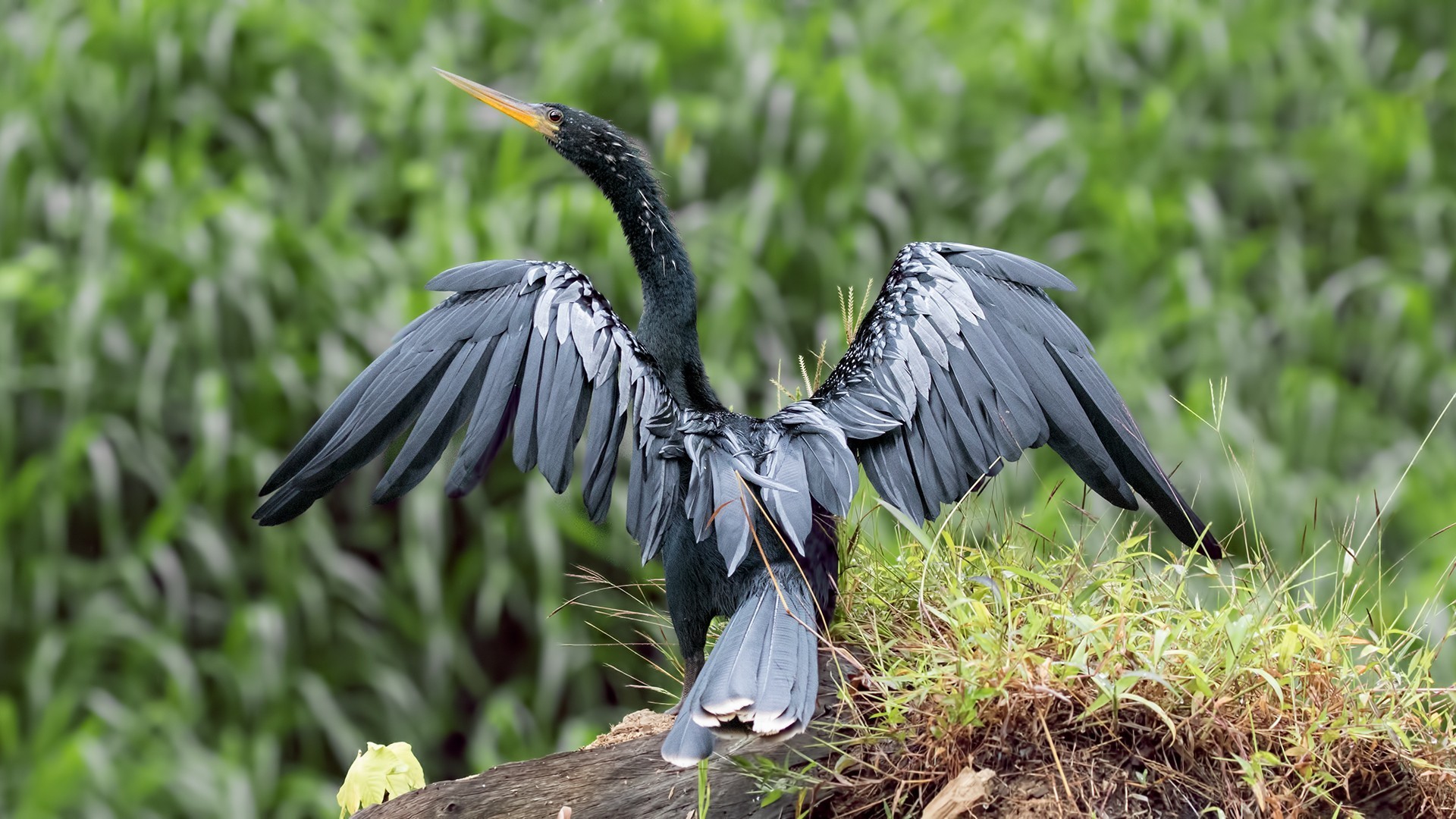 Anhinga — Ana fotoğraf