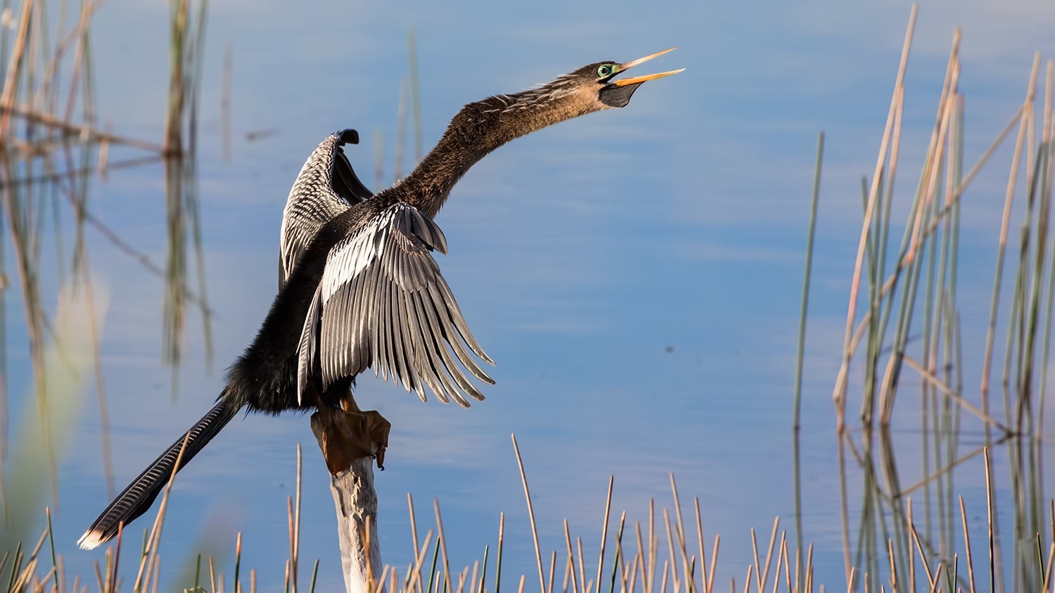 Anhinga — Ana fotoğraf