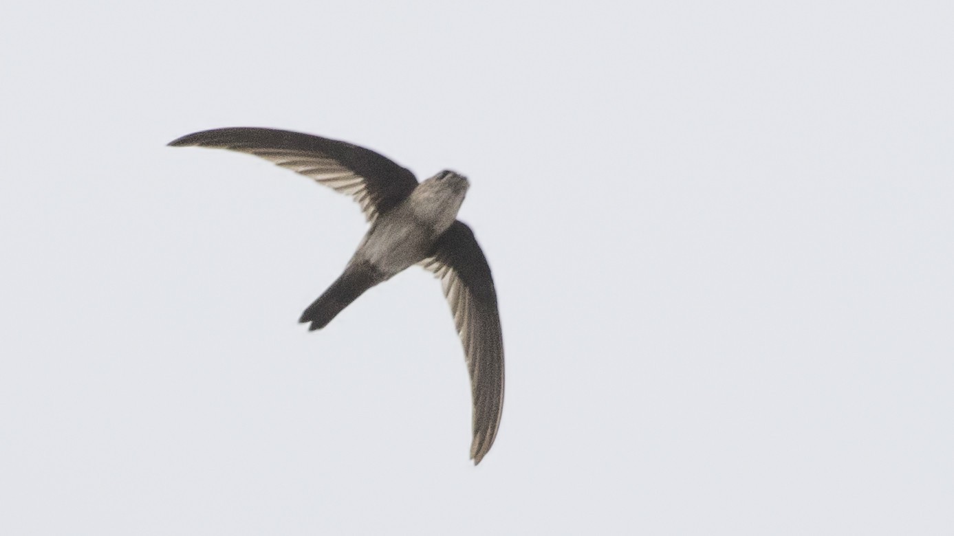 Antillean Palm-Swift — Ana fotoğraf