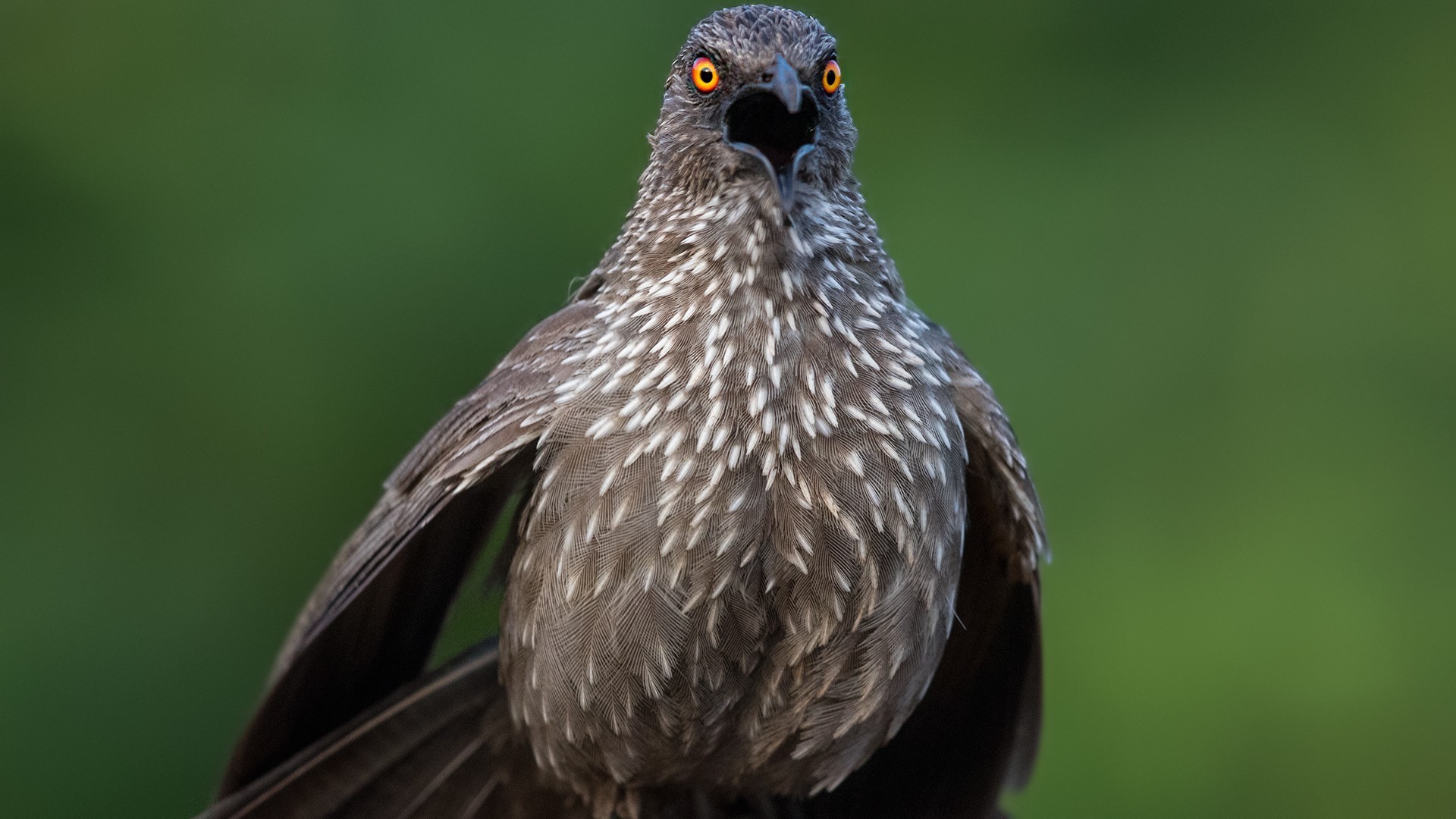 Arrow-marked Babbler
