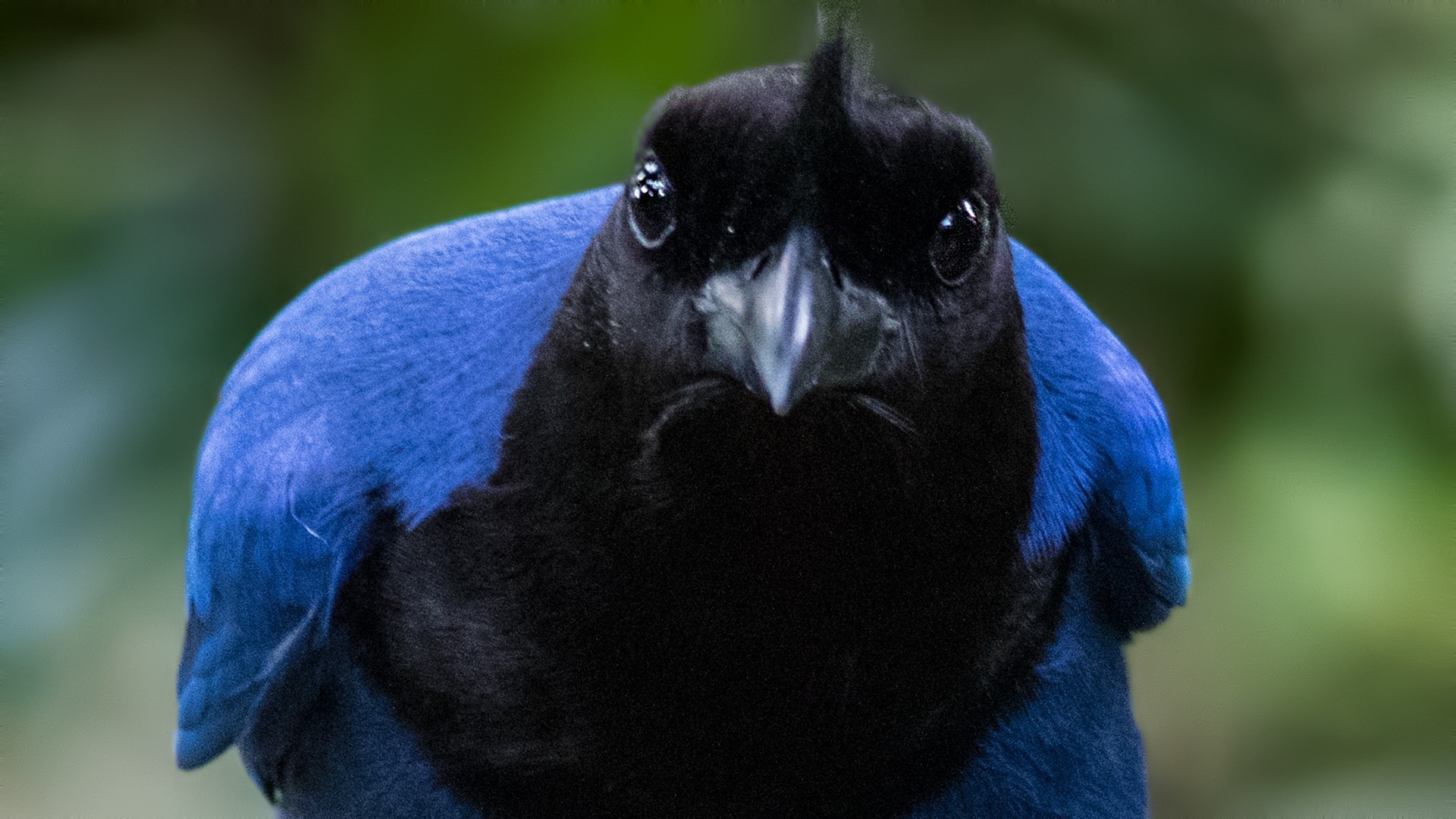 Azure Jay