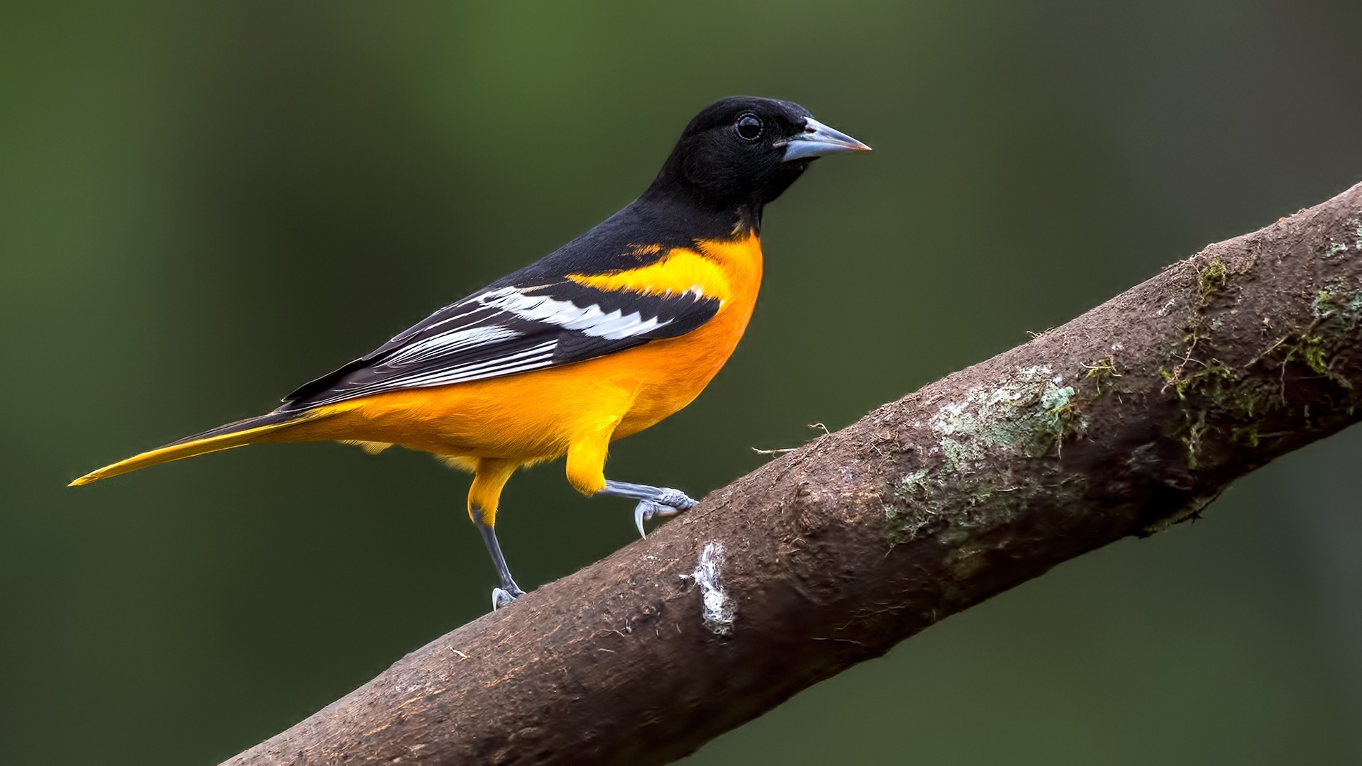 Baltimore Oriole — Ana fotoğraf