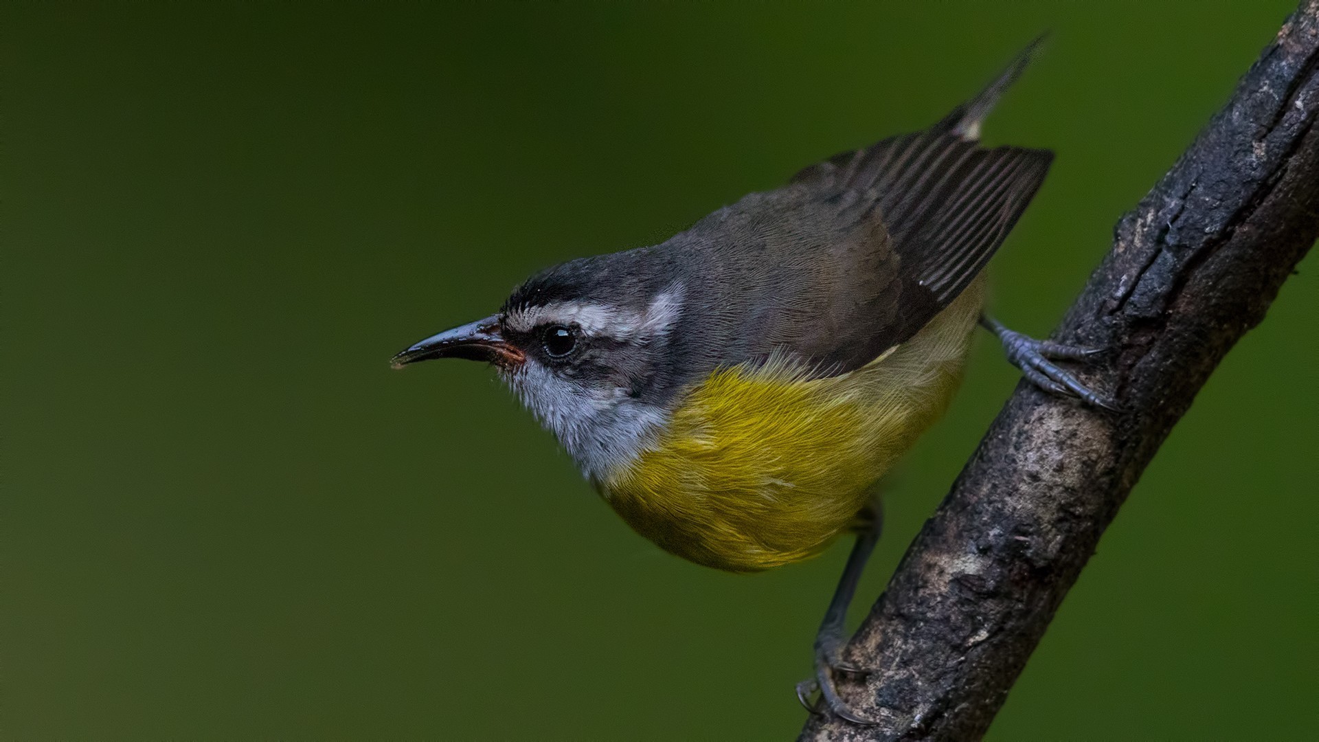 Bananaquit