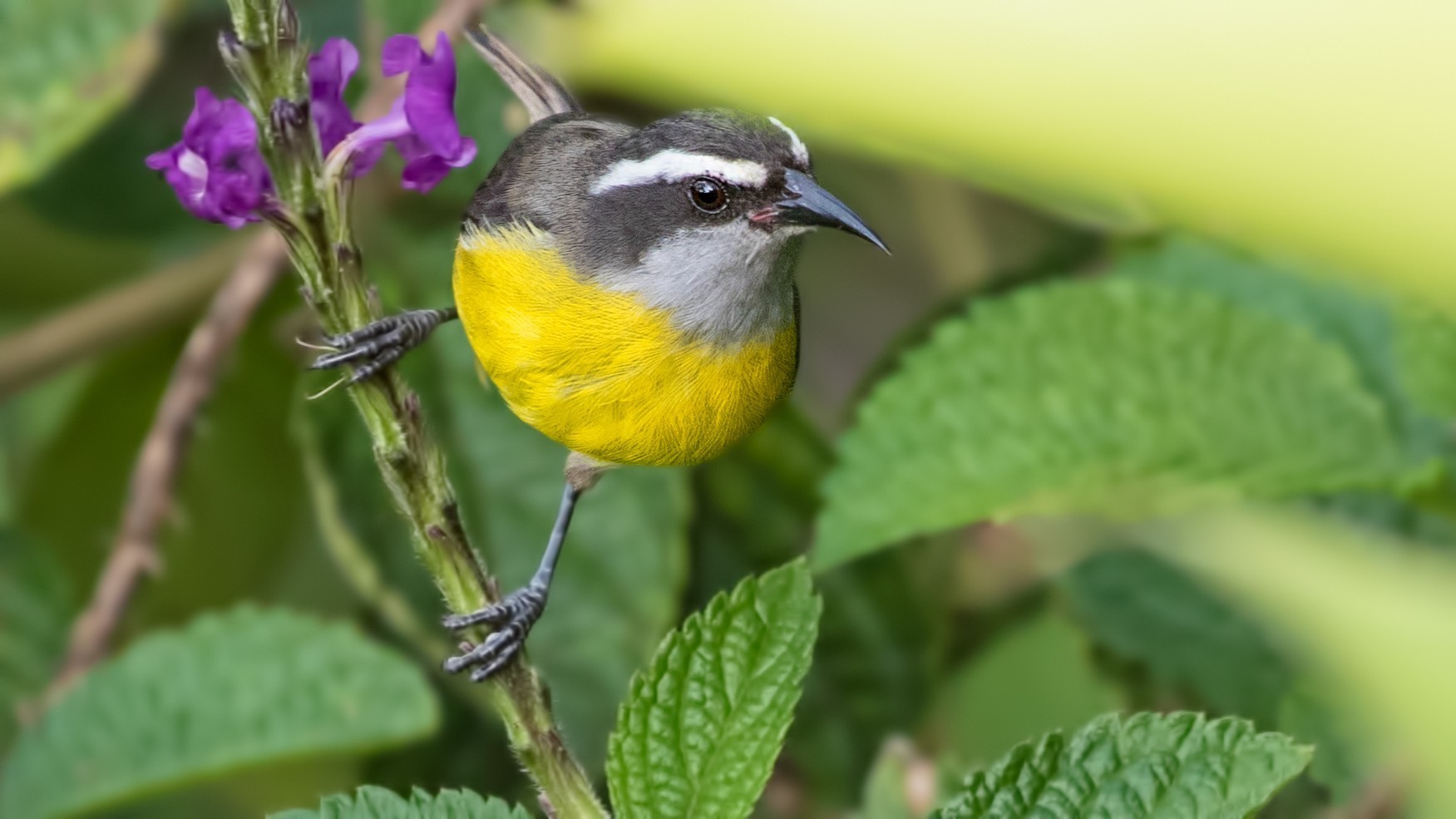 Bananaquit — Ana fotoğraf
