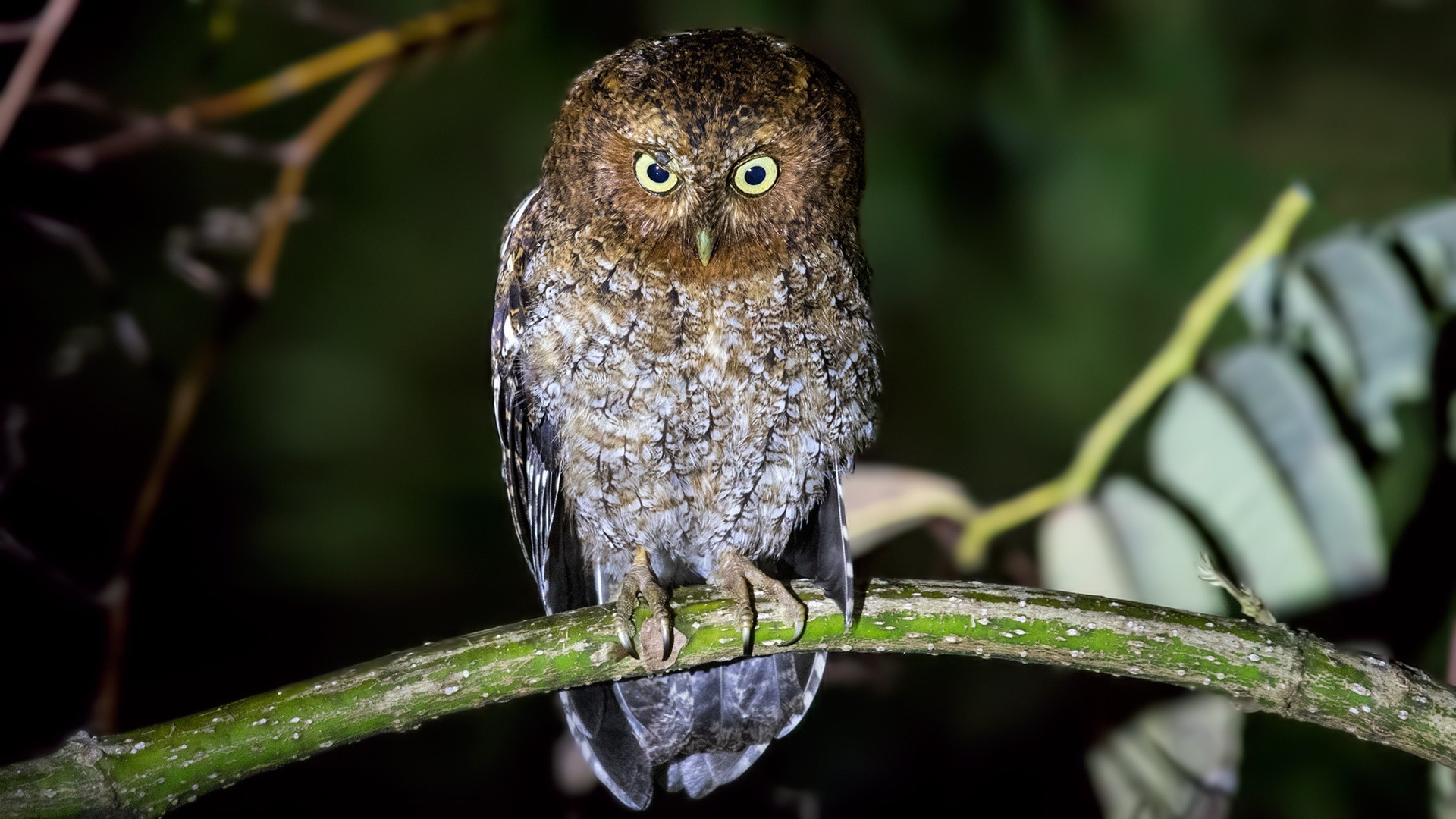 Bare-shanked Screech-owl — Ana fotoğraf