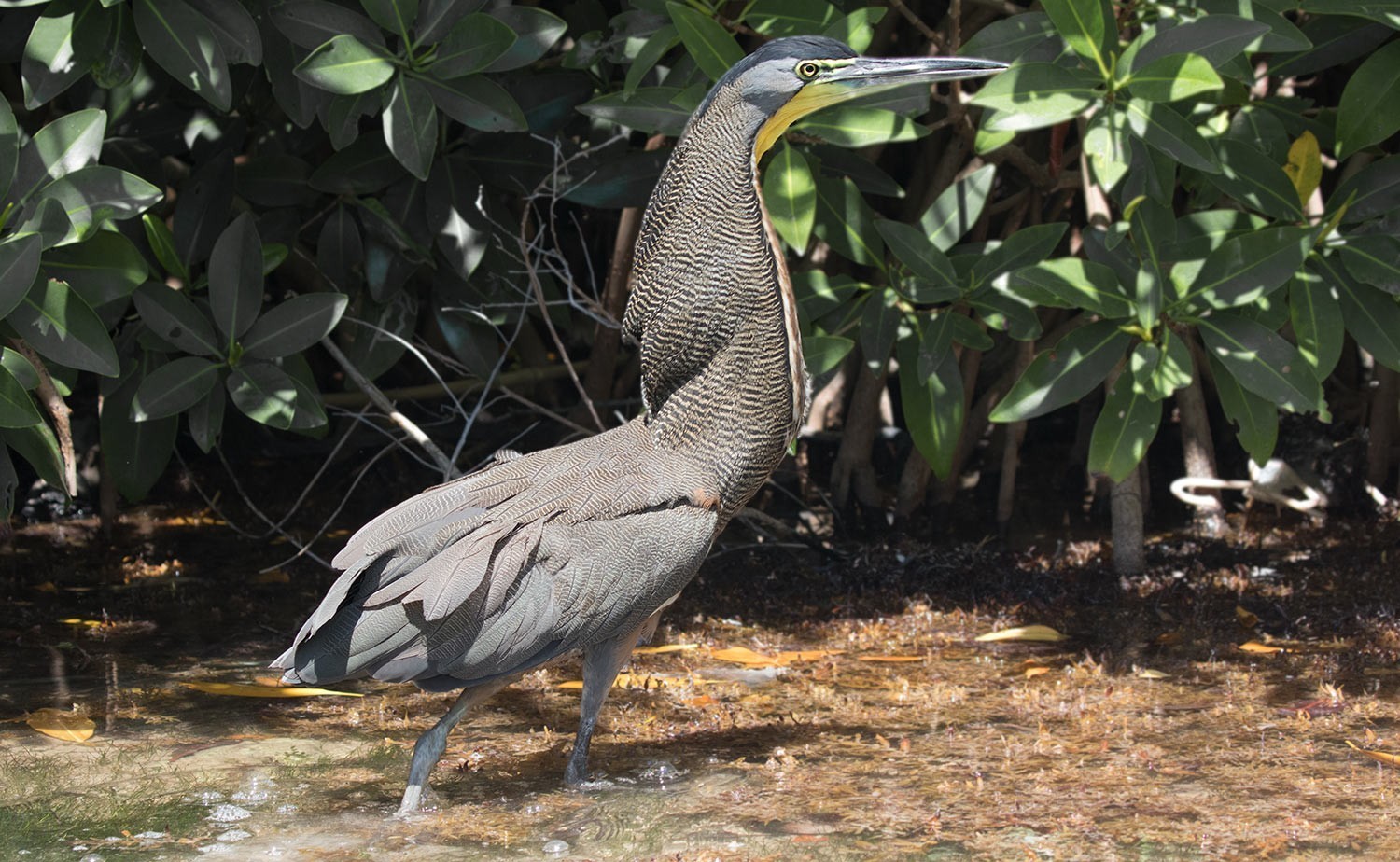 Bare-throated Tiger-Heron