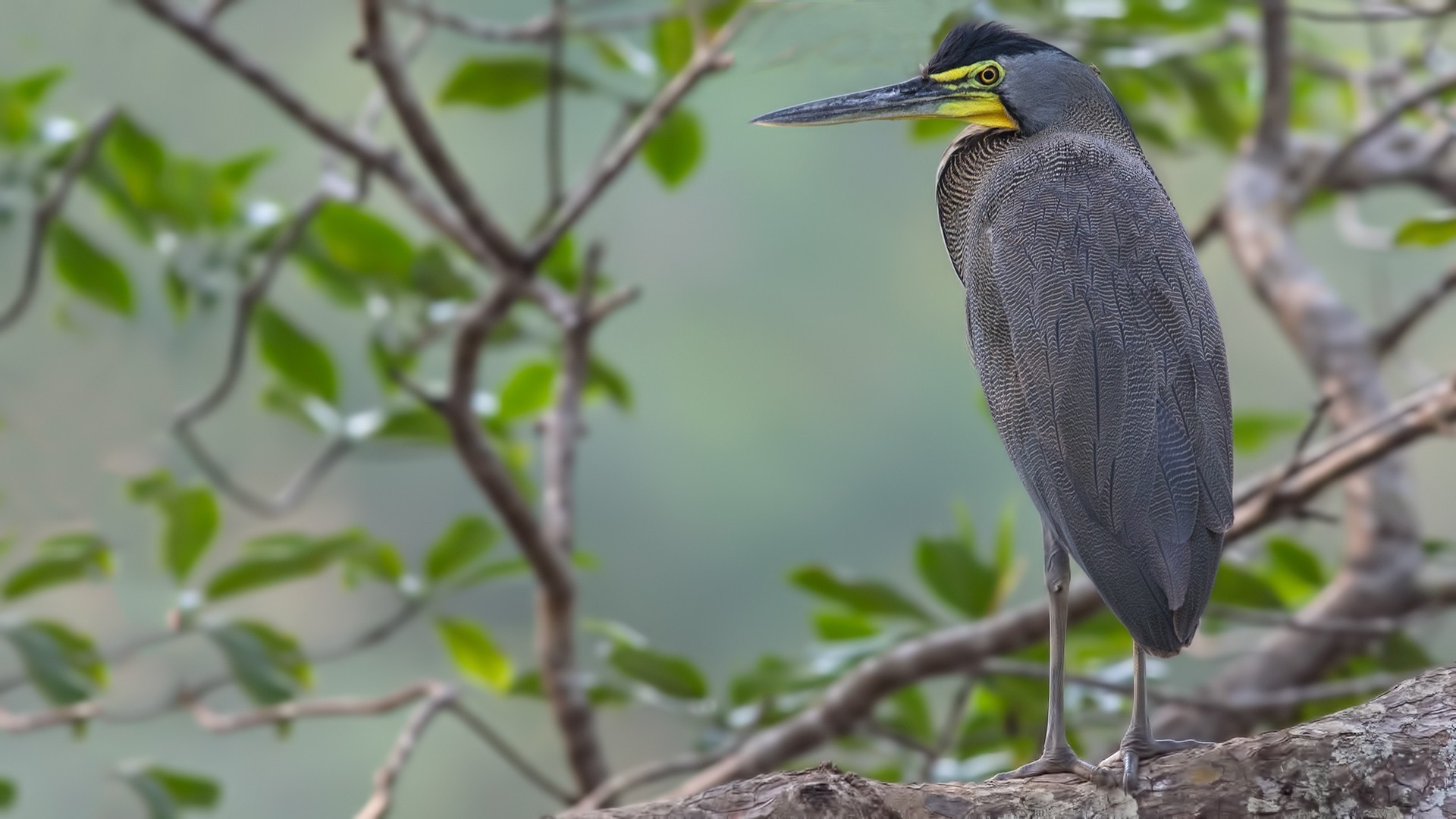 Bare-throated Tiger-heron