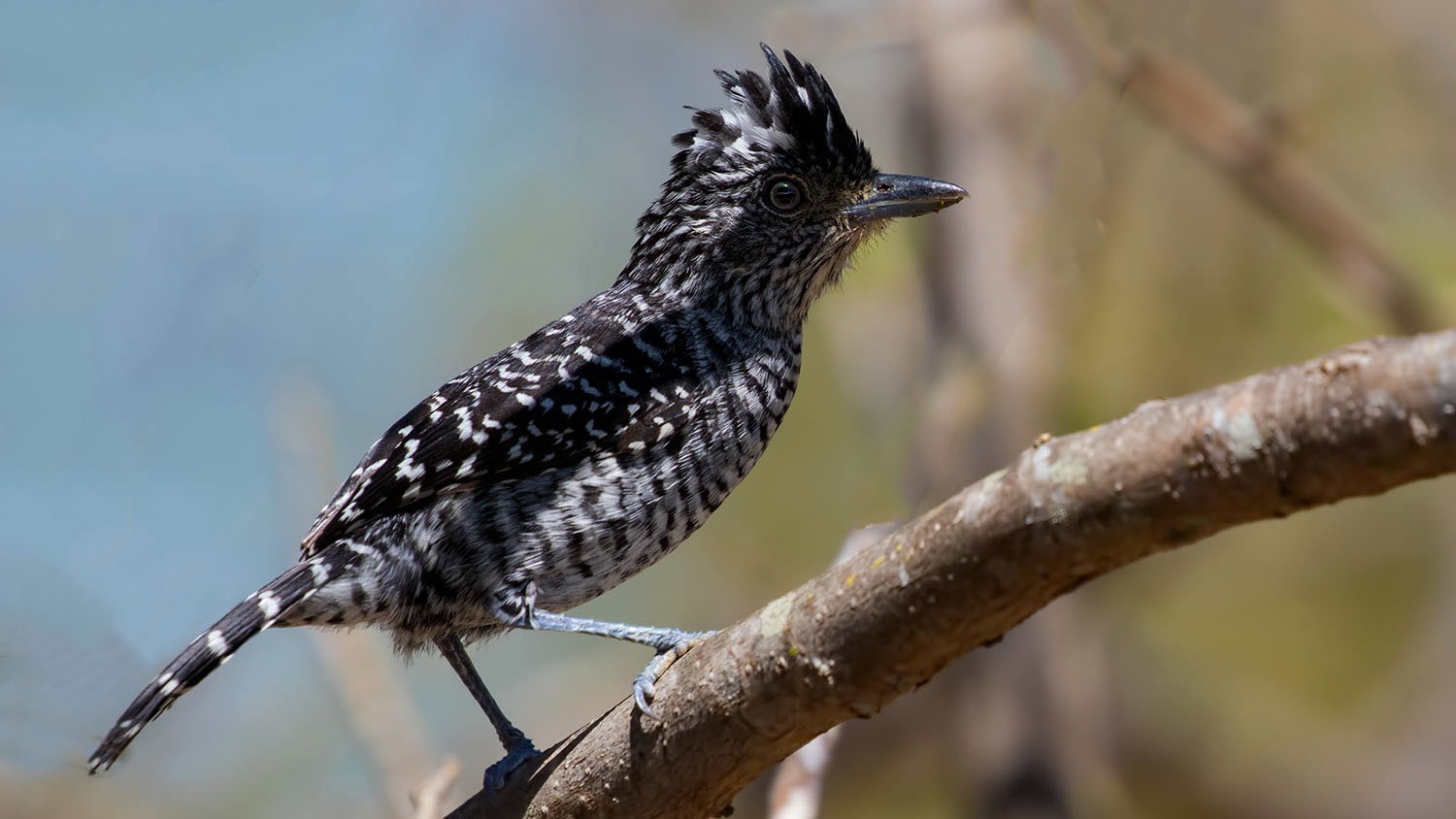 Barred Antshrike — Ana fotoğraf