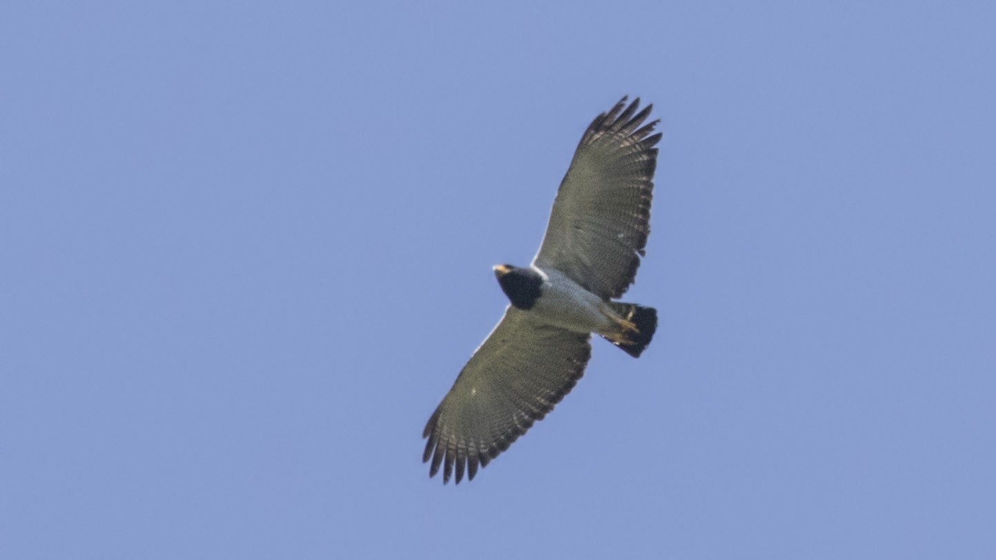 Barred Hawk — Ana fotoğraf