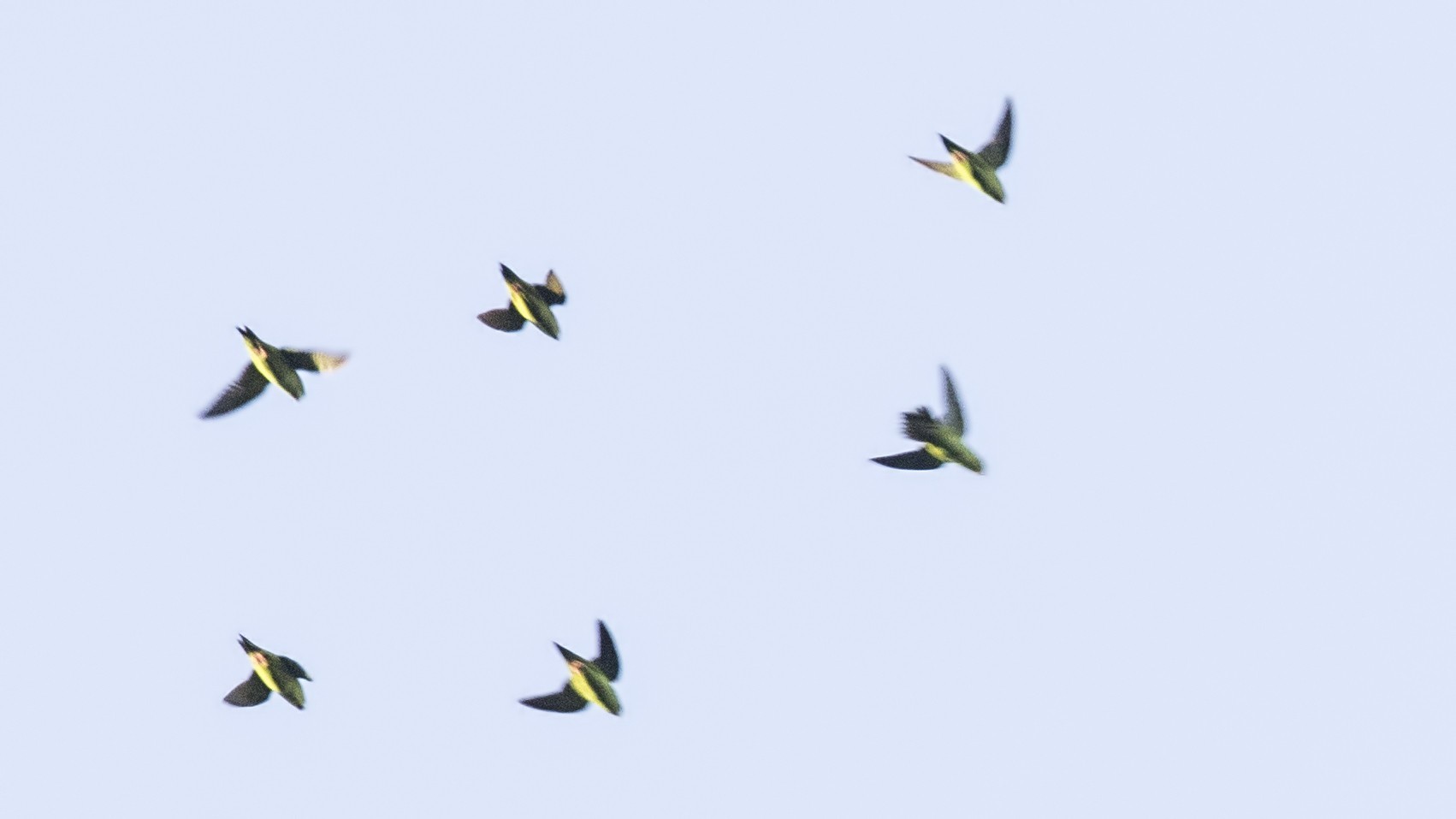 Barred Parakeet
