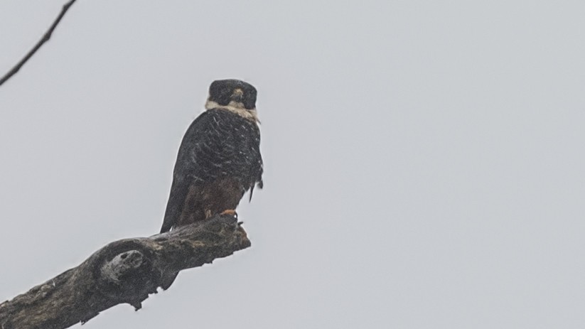 Bat Falcon — Ana fotoğraf