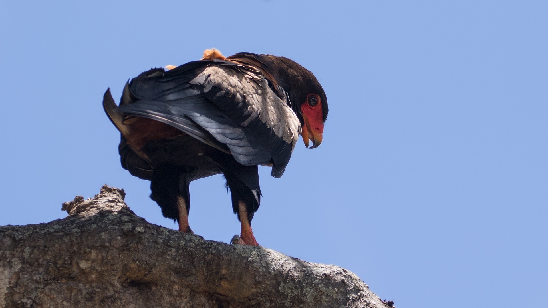 Bateleur