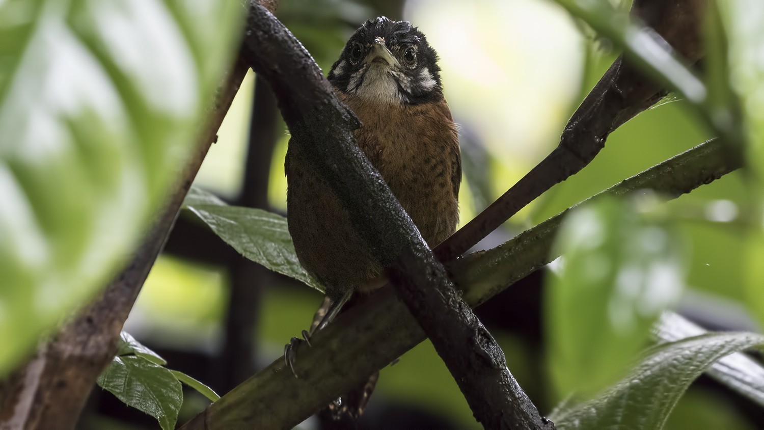 Bay Wren