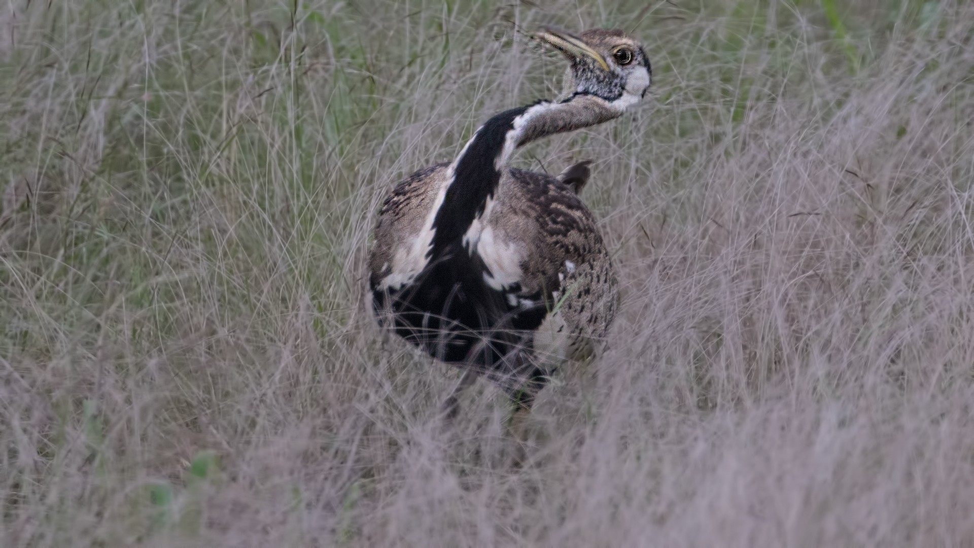 Black-bellied Bustard