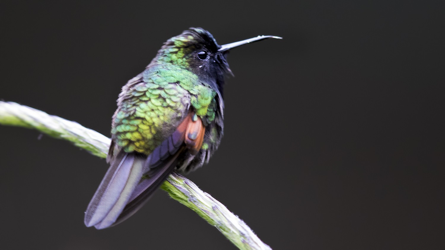 Black-bellied Hummingbird — Ana fotoğraf