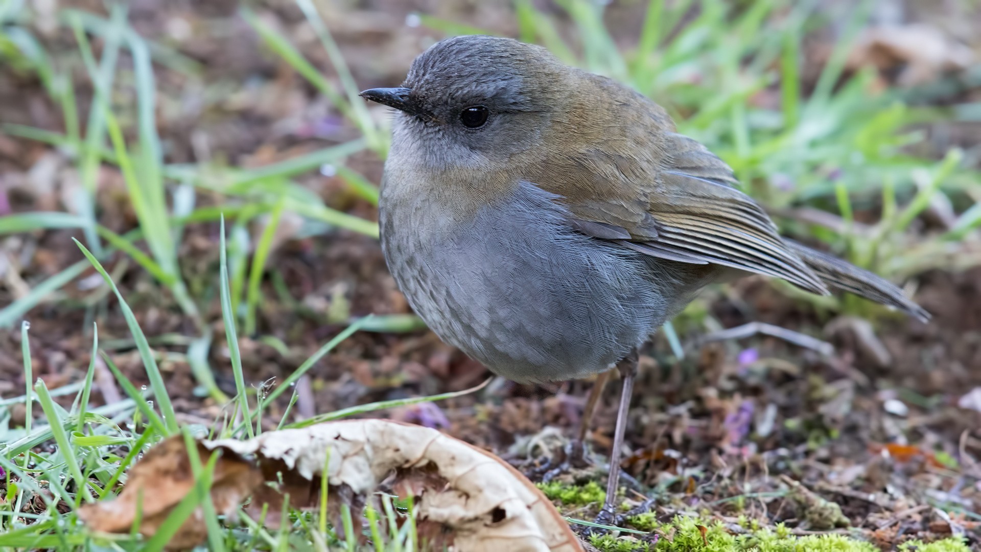 Black-billed Nightingale-thrush