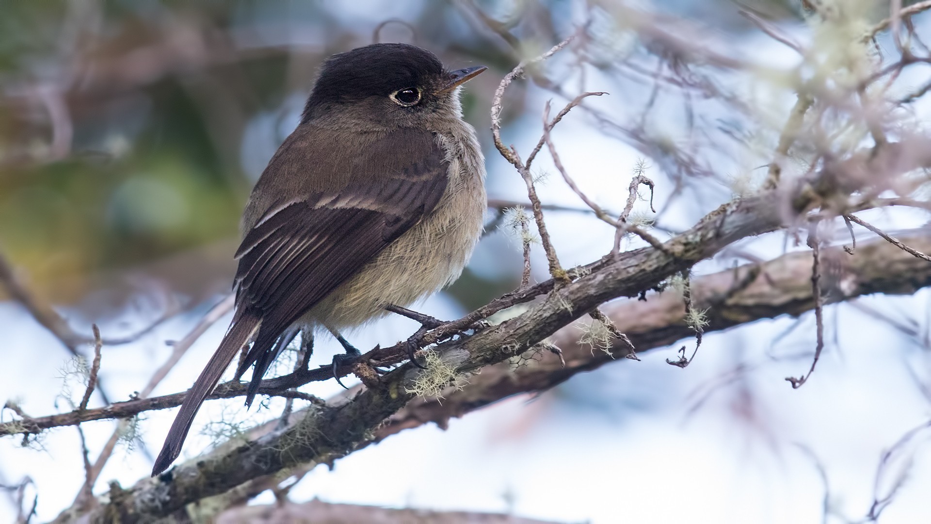 Black-capped Flycatcher