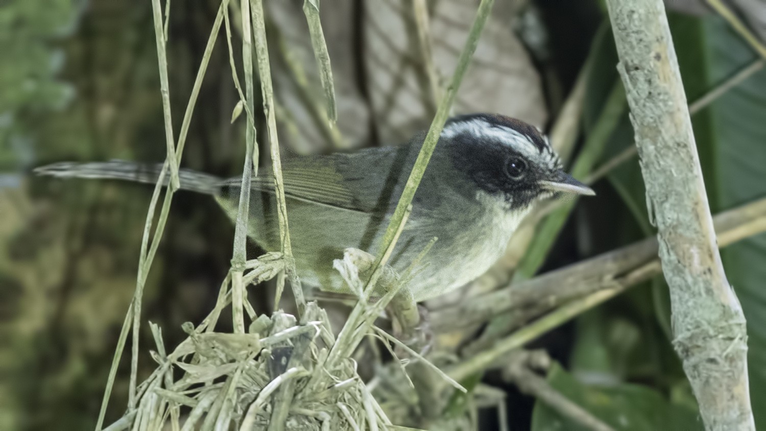 Black-cheeked Warbler — Ana fotoğraf