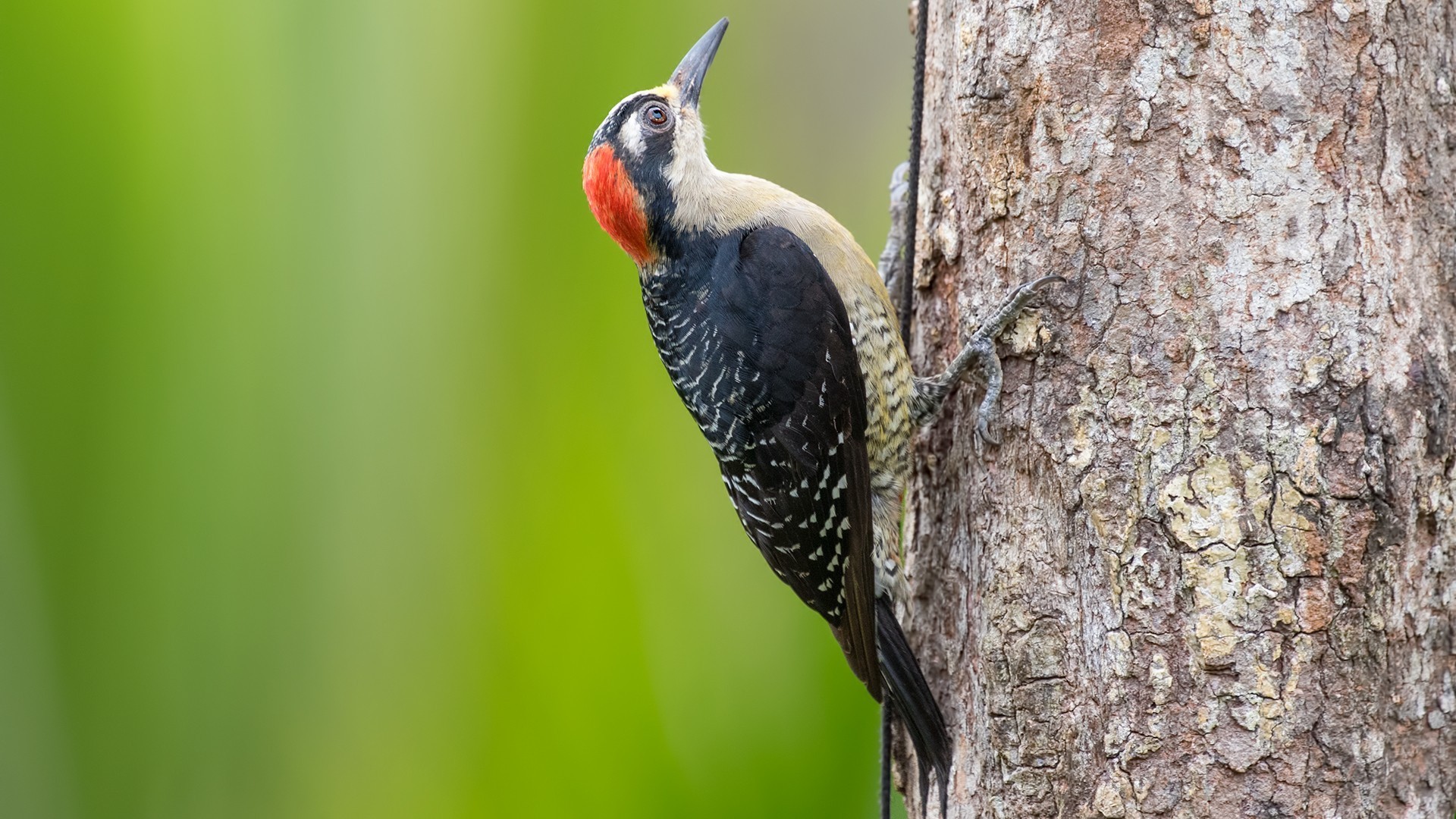 Black-cheeked Woodpecker — Ana fotoğraf