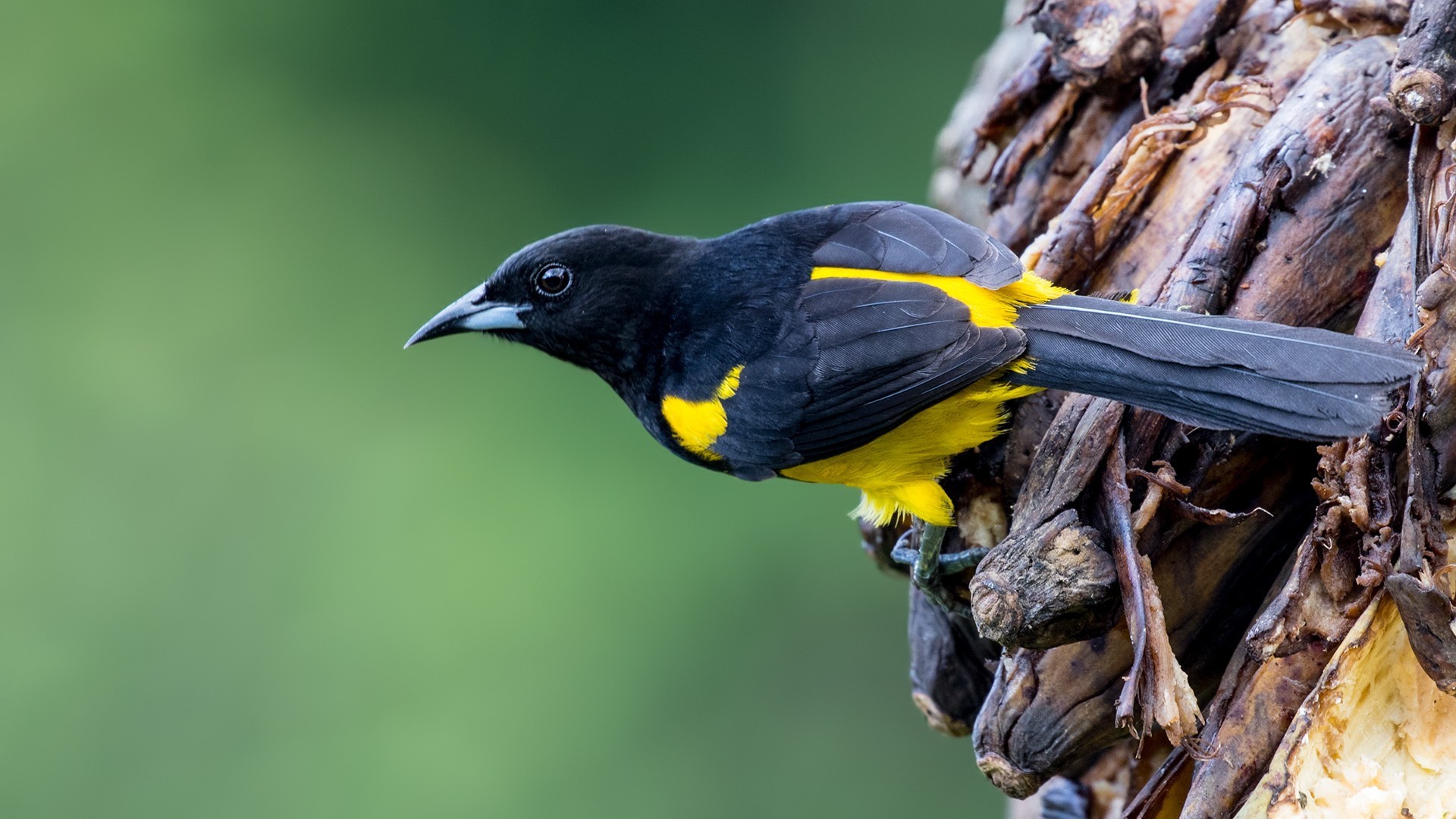 Black-cowled Oriole