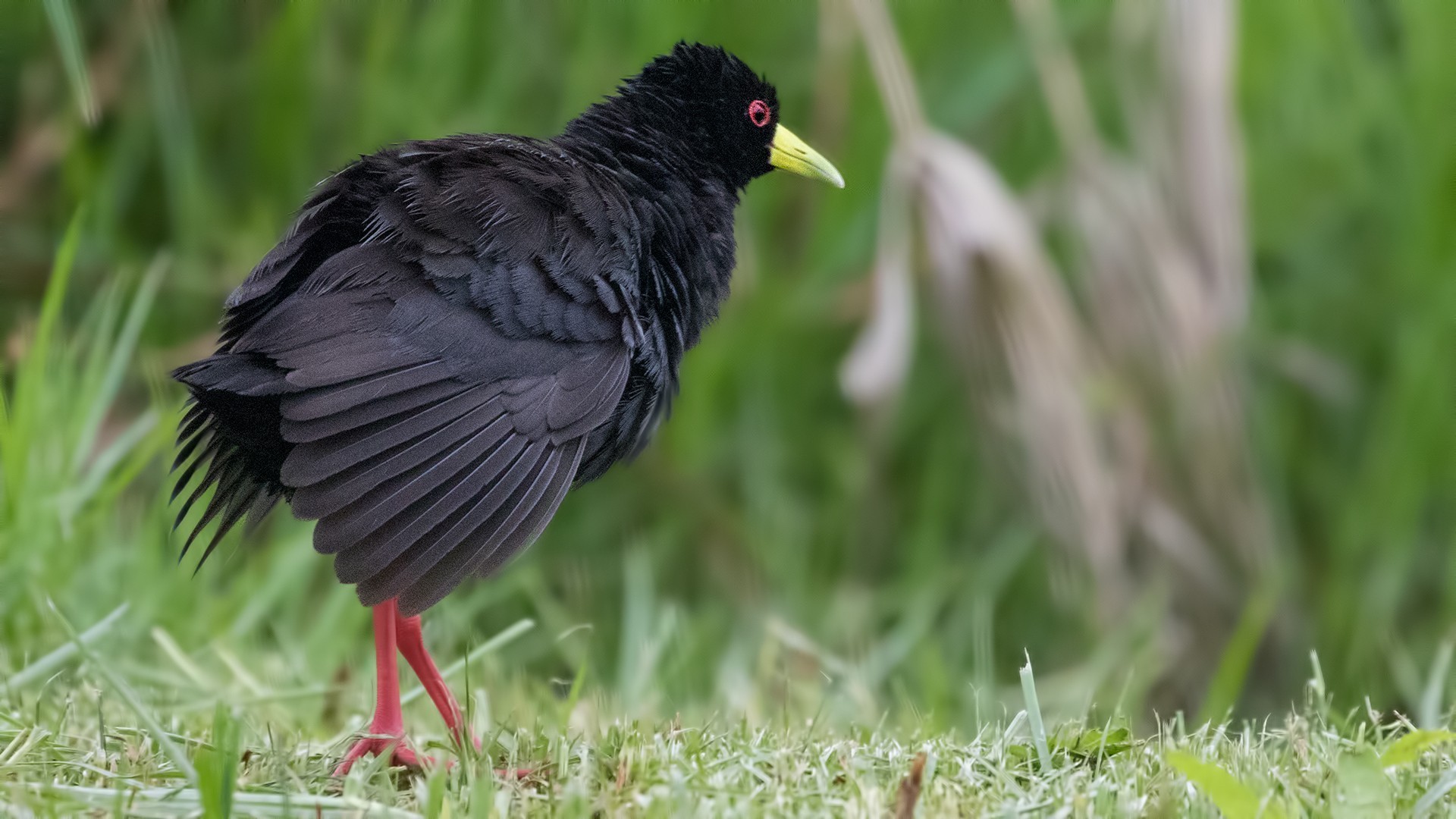 Black Crake — Ana fotoğraf